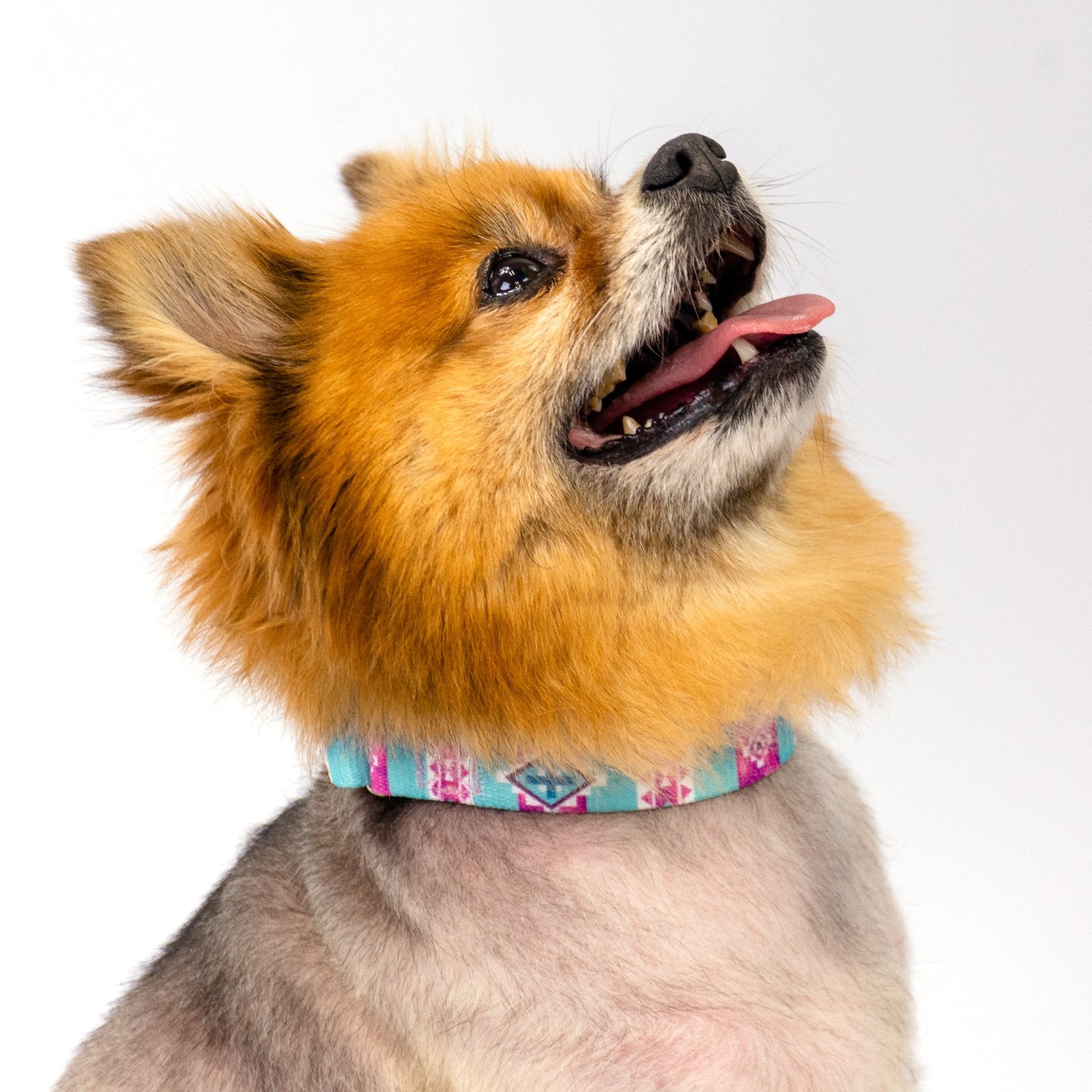 Country Brook Petz - Albuquerque Martingale Dog Collar - Country And Western Collection Featuring Rustic Designs (1 Inch, Large)