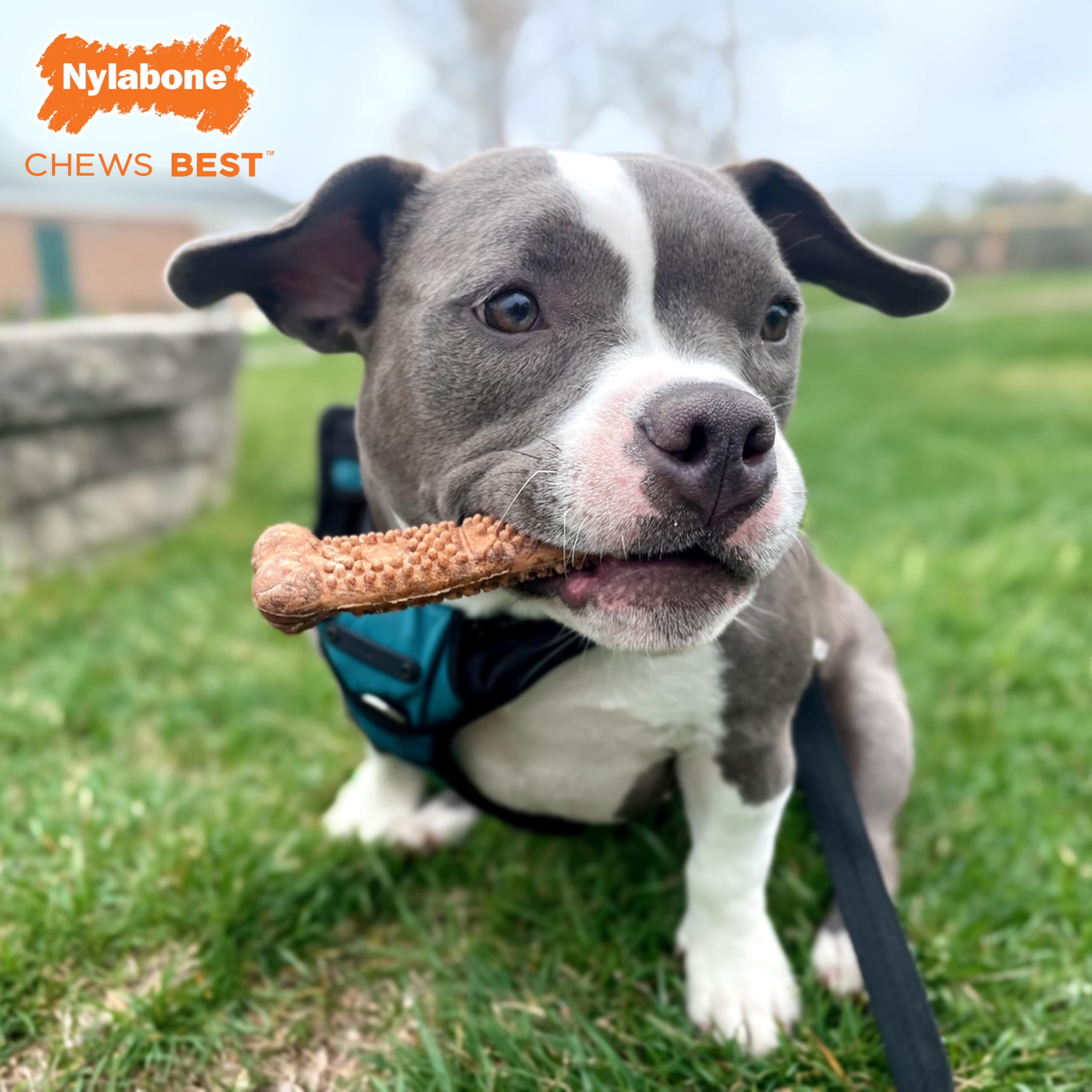 Nylabone Healthy Edibles Natural Dog Chews Long Lasting Meaty Center Beef Flavor Treats for Dogs, Small (4 Count)