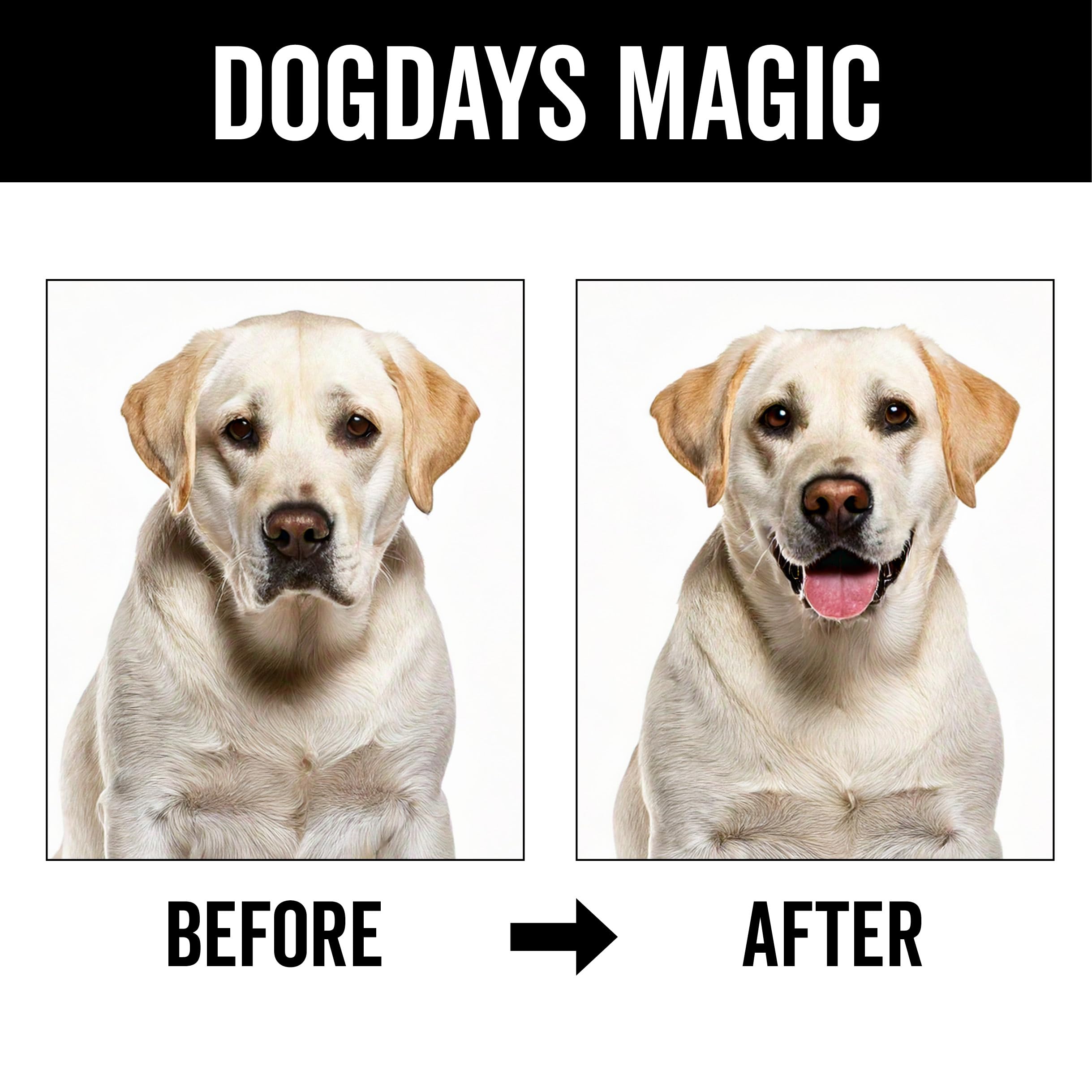 Pride And Groom Dogdays Deodorizing Dog Spray | Long-Lasting Pet Odor Eliminator With Fresh & Clean Scent | Hydrating Dog Cologn