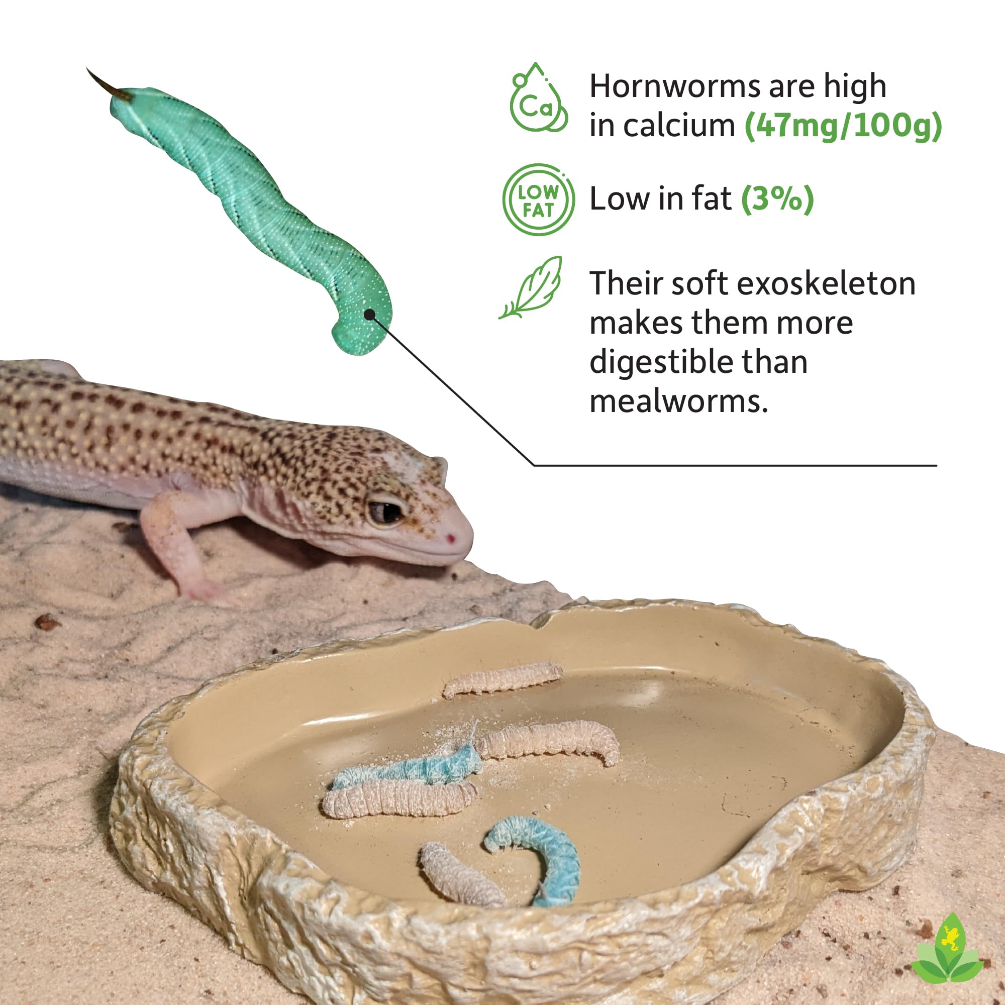 Joshs Frogs Hornworms Habitat Cup (25 Count Cup)