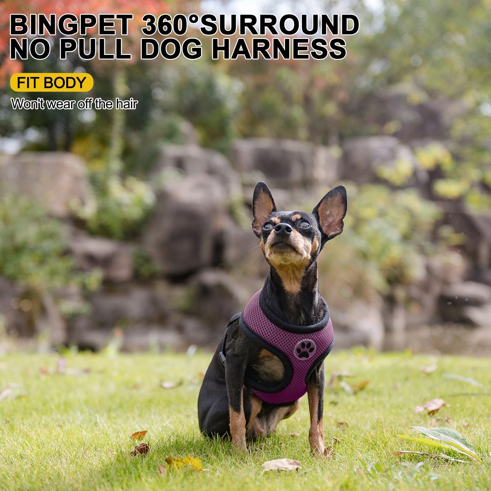 BINGPET Small Dog Harness - No Pull Adjustable Vest for X-Small Dogs, Breathable Mesh, Purple, Model BB5001C005