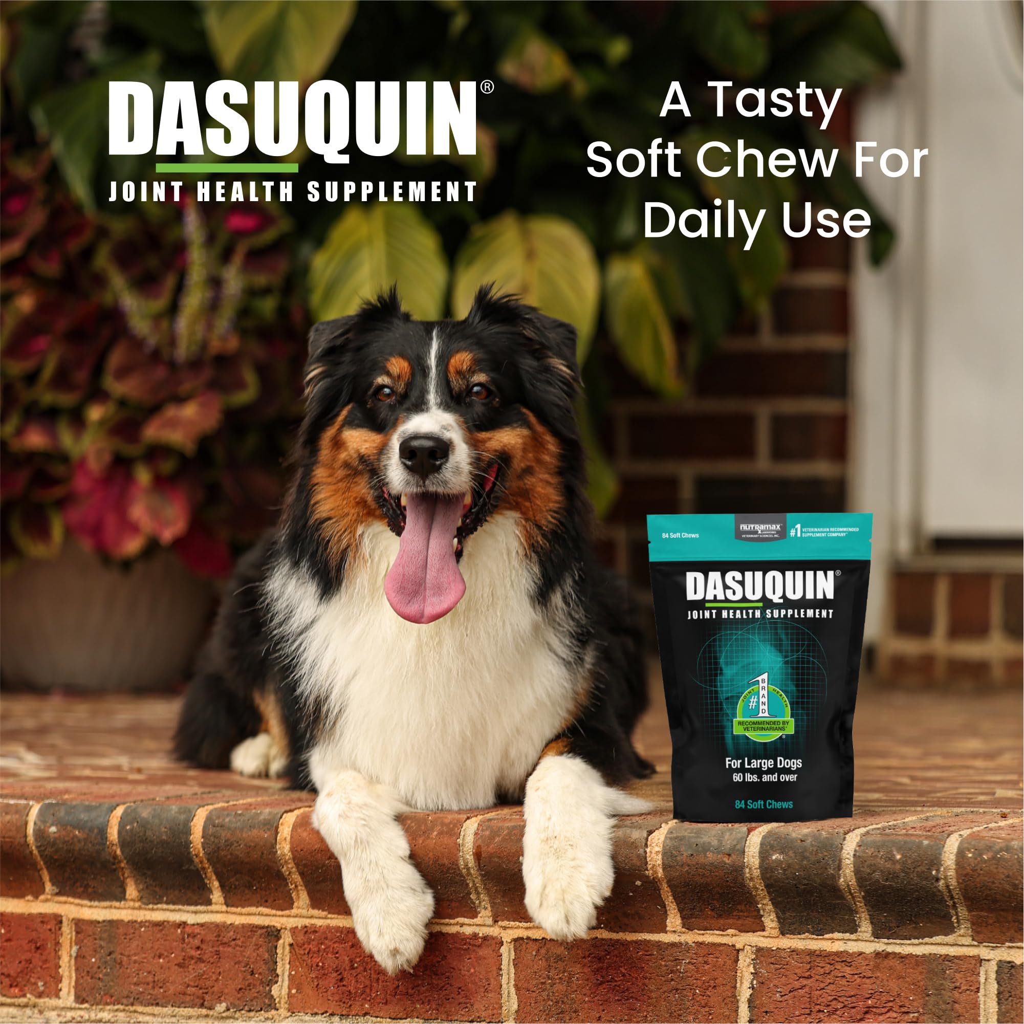 Nutramax Laboratories Dasuquin Joint Health Supplement for Large Dogs - With Glucosamine, Chondroitin, ASU, Boswellia Serrata Ex
