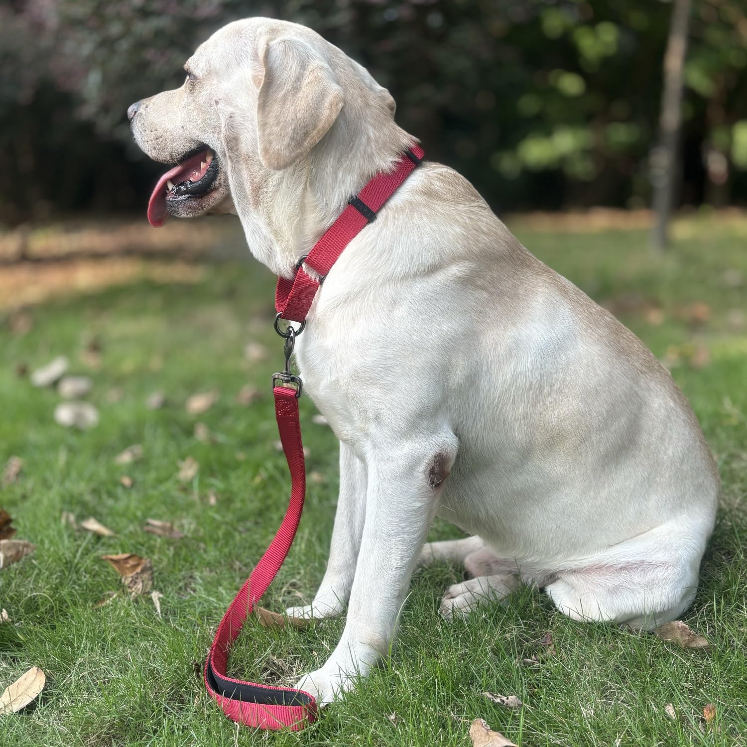 Cyclpet Premium 24 Inches Nylon Short Dog Leash With Heavy Duty Clasp And Comfort Padded Handle For Large Medium Breed Dogs Dail