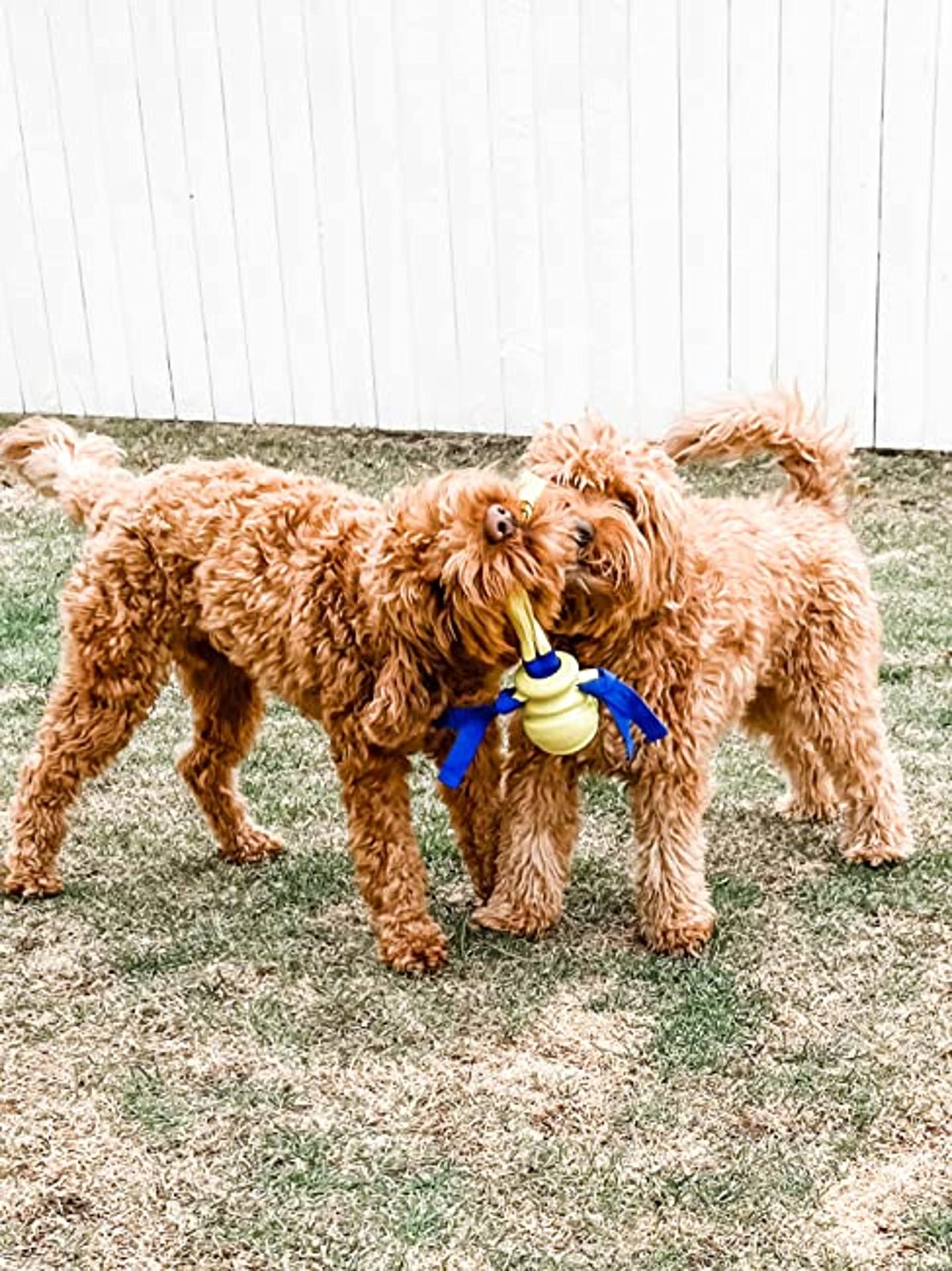 Nylabone Power Play Dog Fetch Toys Fling-A-Bounce Medium (1 Count)