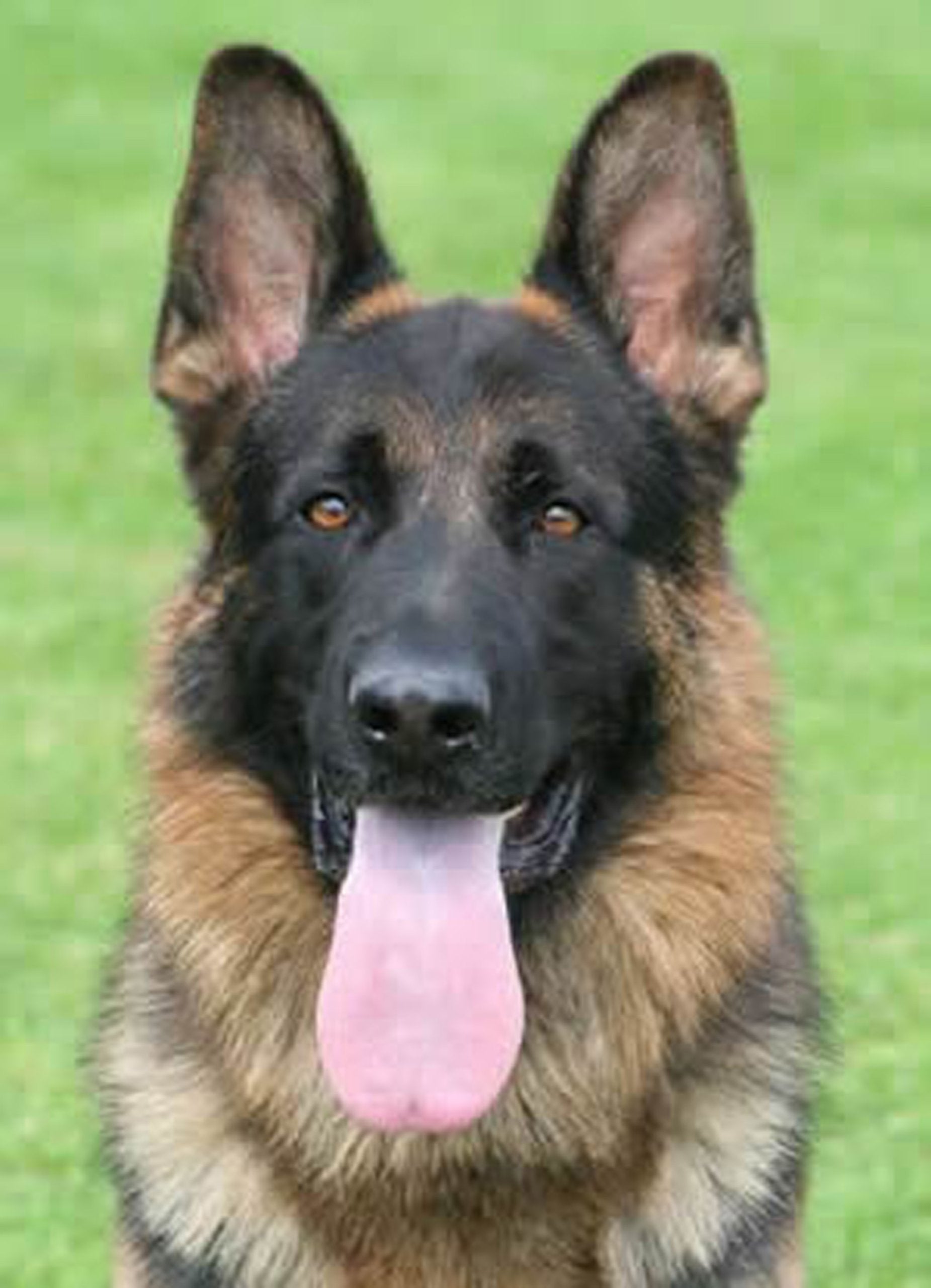 Dean And Tyler Wire Basket Muzzle, Size No. 11 - Newfoundland
