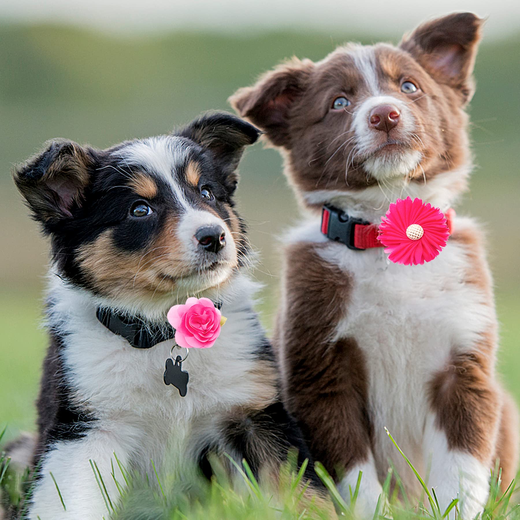 Pet Show 12Pcs Rose Pink Dog Collar Bows And Flowers Attachment For Girls Puppies Cats Female Small Medium Dogs Collars Embellishment Decor For Wedding Birthday Parties Grooming Pet Collar Accessories