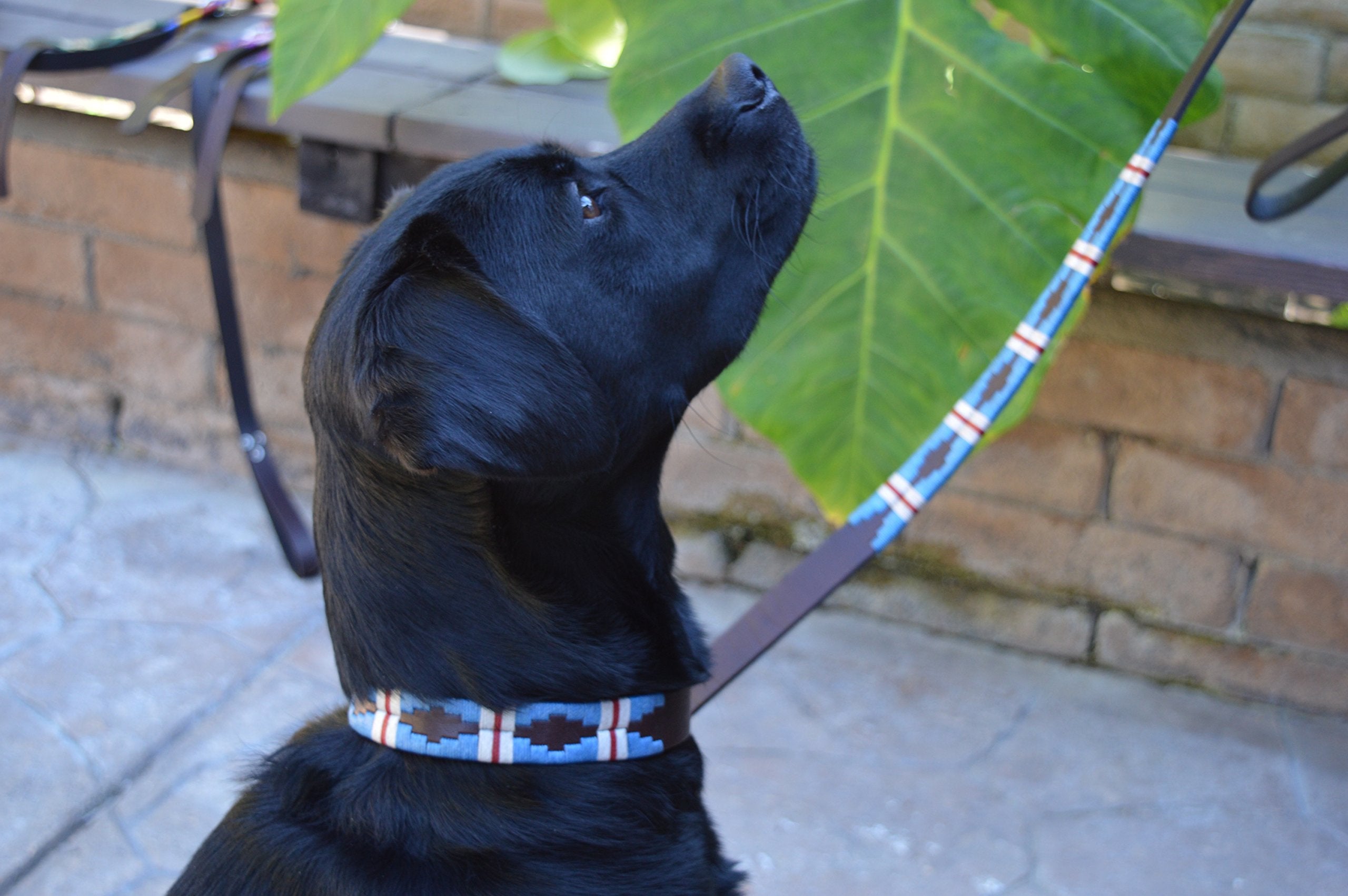 Gaucho Goods Soft Leather Dog Collar - The Pacific (M)