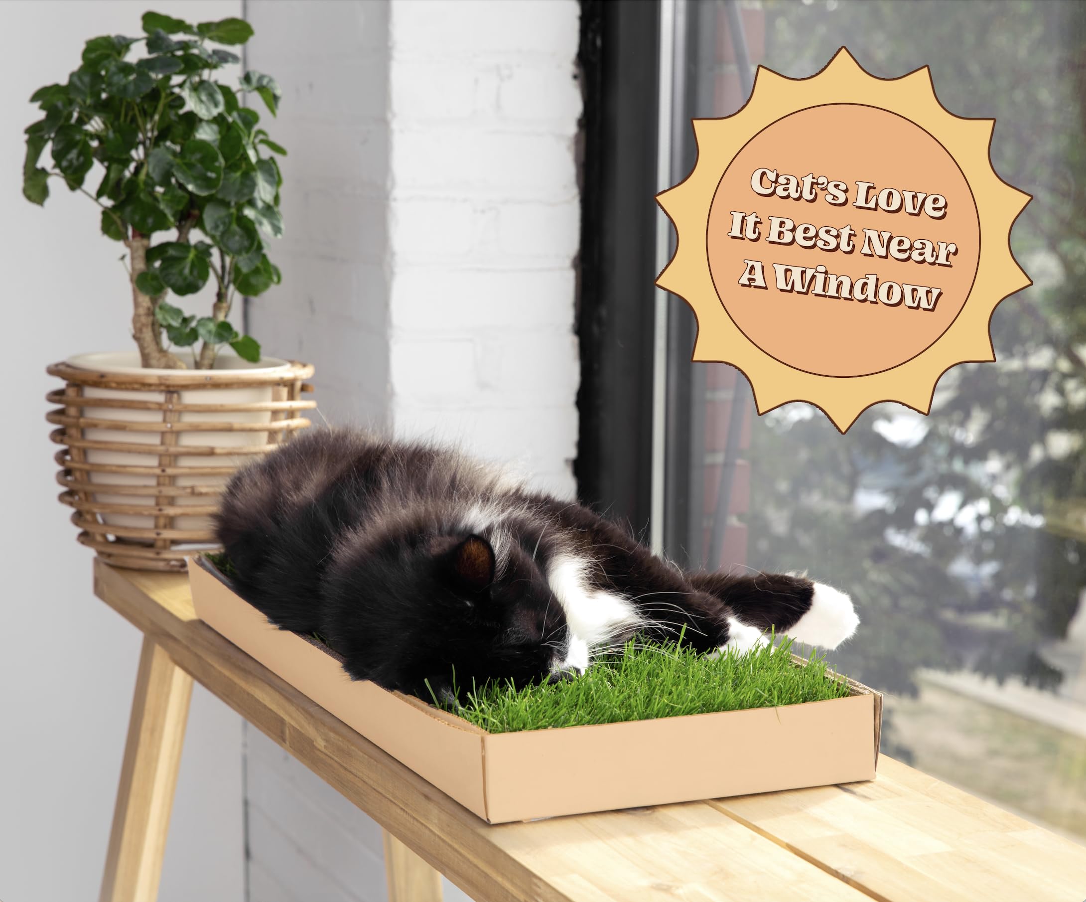Cat Real Grass Window Bed Perch, Real Grass Cat Window Lounge Bed, Indoor Real Grass Window Bed Perch For Cat, Window Perch For Small And Large Cat, Cat Window Seat Bed For Windowsill And Bedside