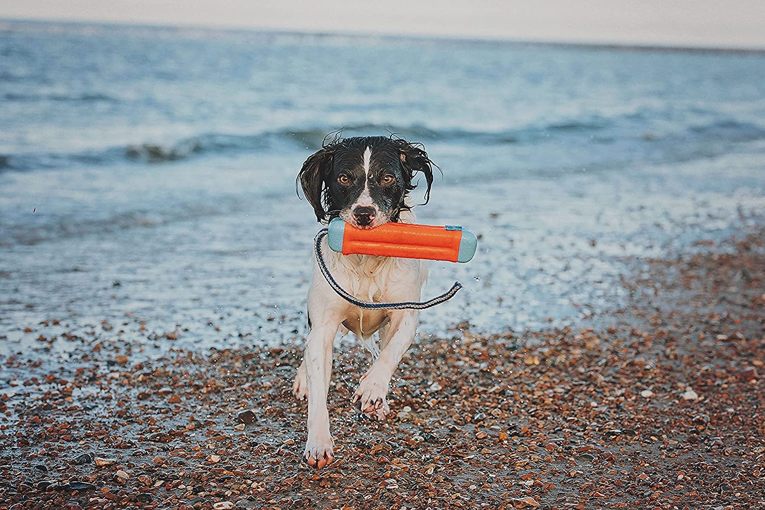 Chuckit Amphibious Bumper Fetch And Float Dog Toy Medium (Colors Vary)