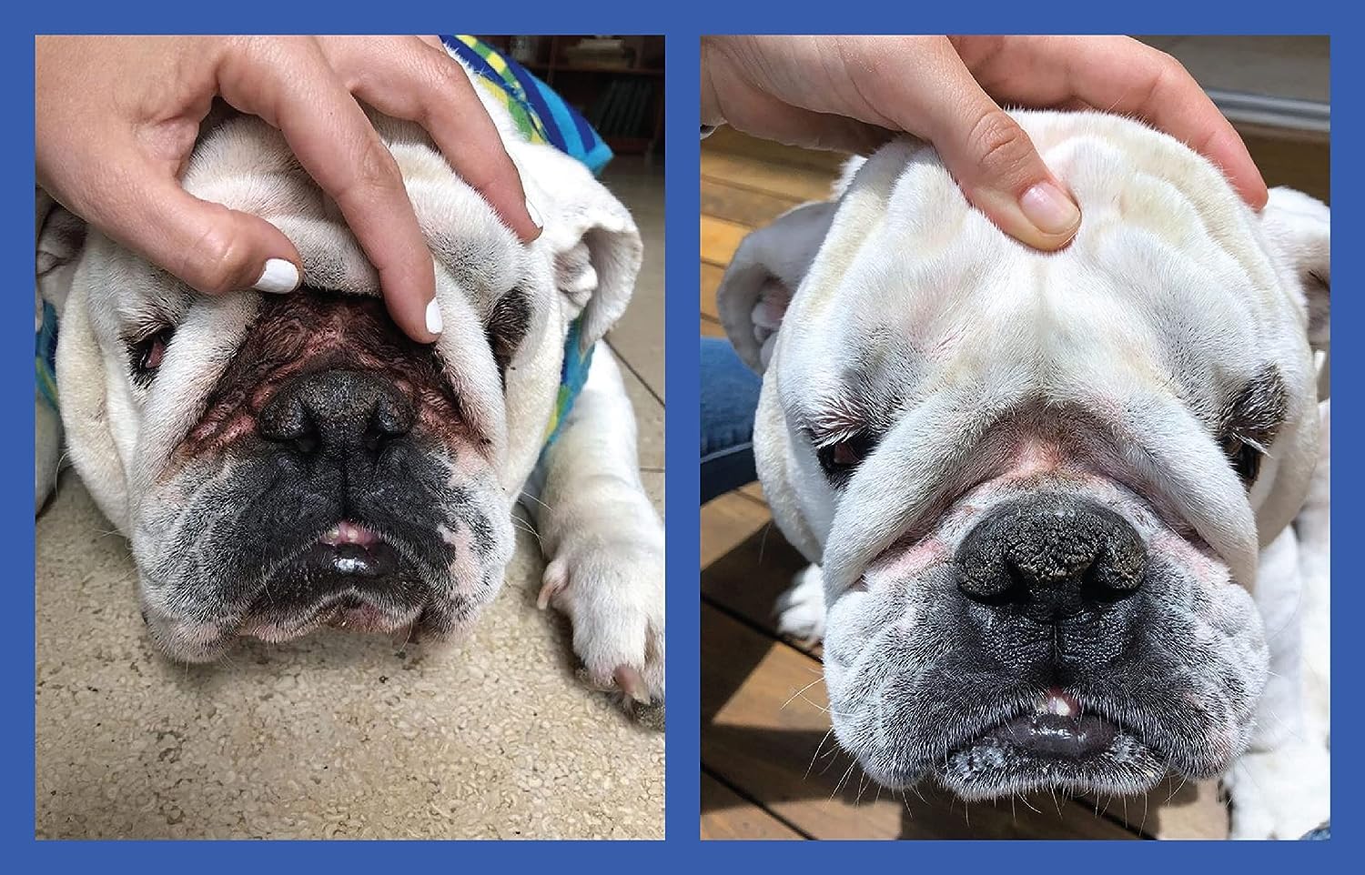 Squishface Wrinkle Paste - 2 Pack - Bulldog, French Bulldog, Pug, English Bulldog - Cleans Wrinkles, Tear Stain, Tail Pockets, a