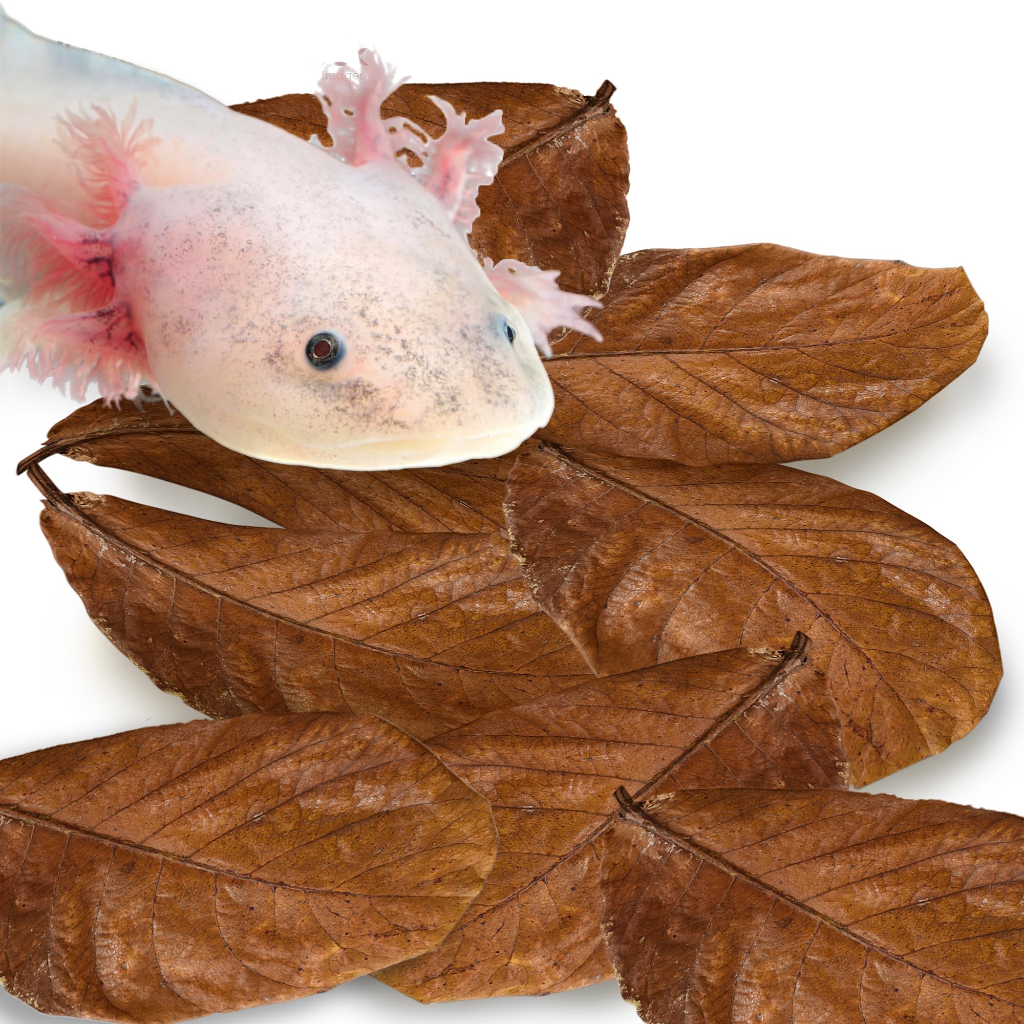 SunGrow 10 Pack Axolotl Indian Almond Leaves for Aquarium, 8-Inches, Catappa Leaf Soothes Pets Slime Skin, Aquarium Water Condit