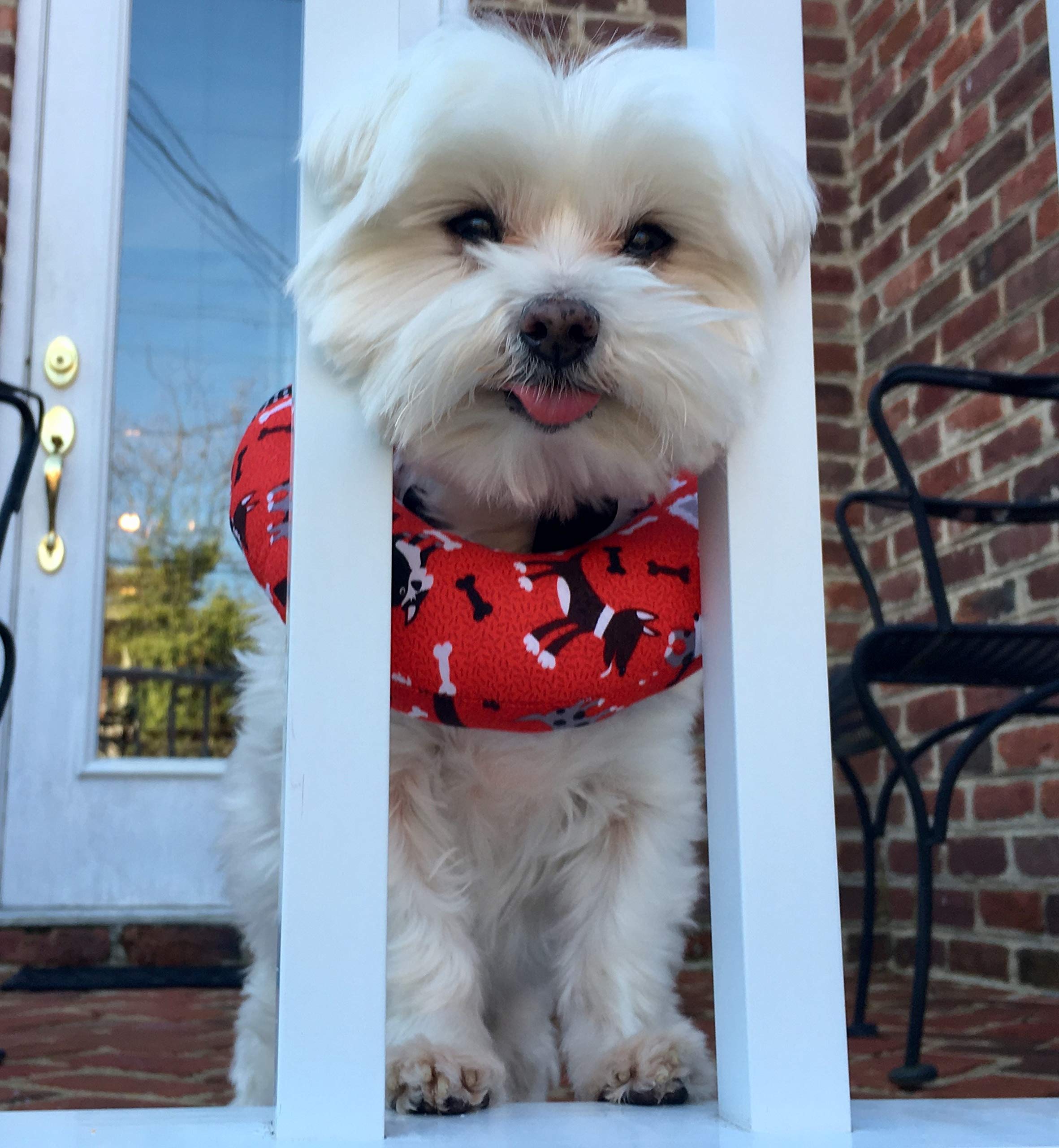 Puppy Bumpers Red Dog (Up to 10)
