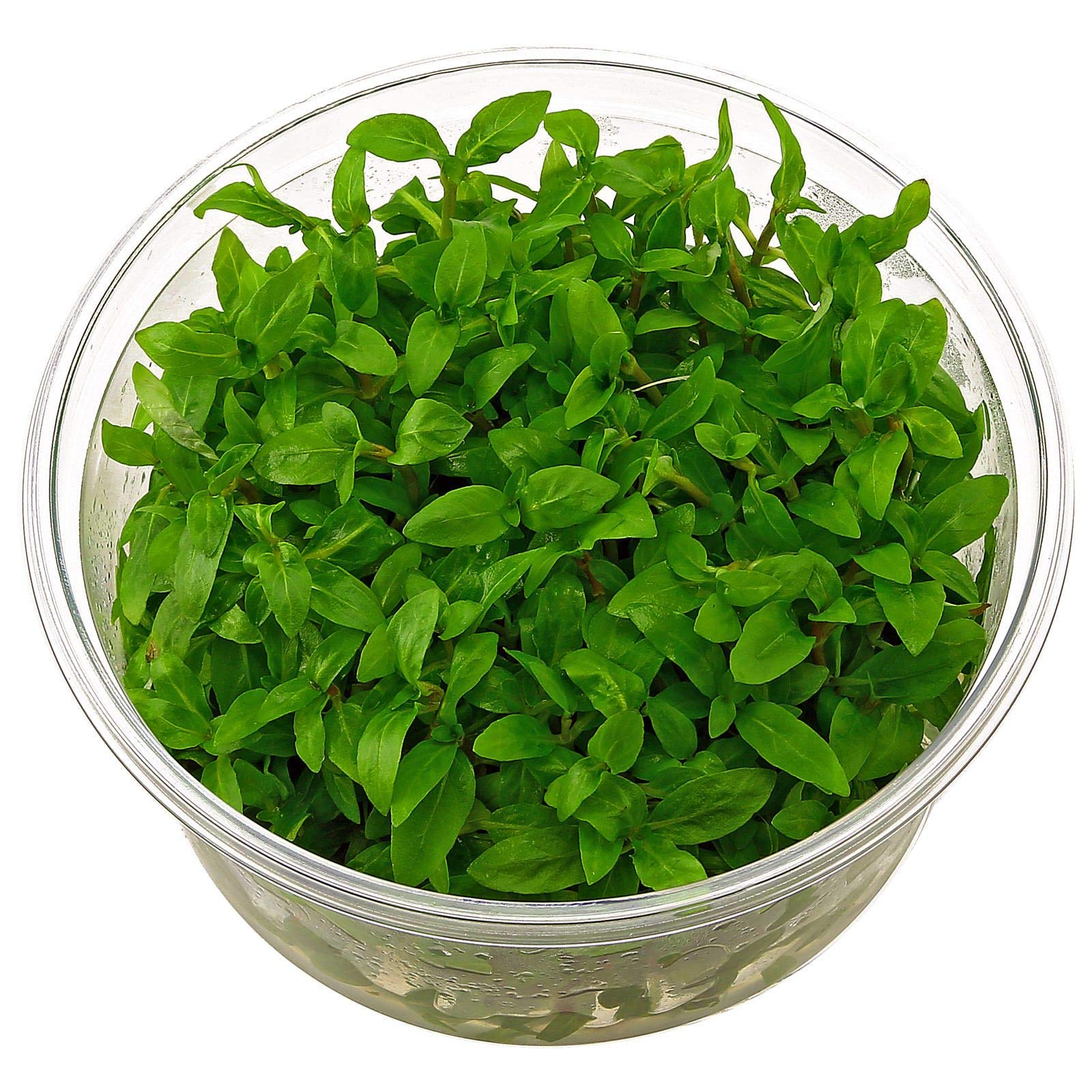 Tissue Culture Live Aquarium Plants | In Vitro Freshwater Aquatic Plants For Small Aquariums And Foreground (Staurogyne Repens)