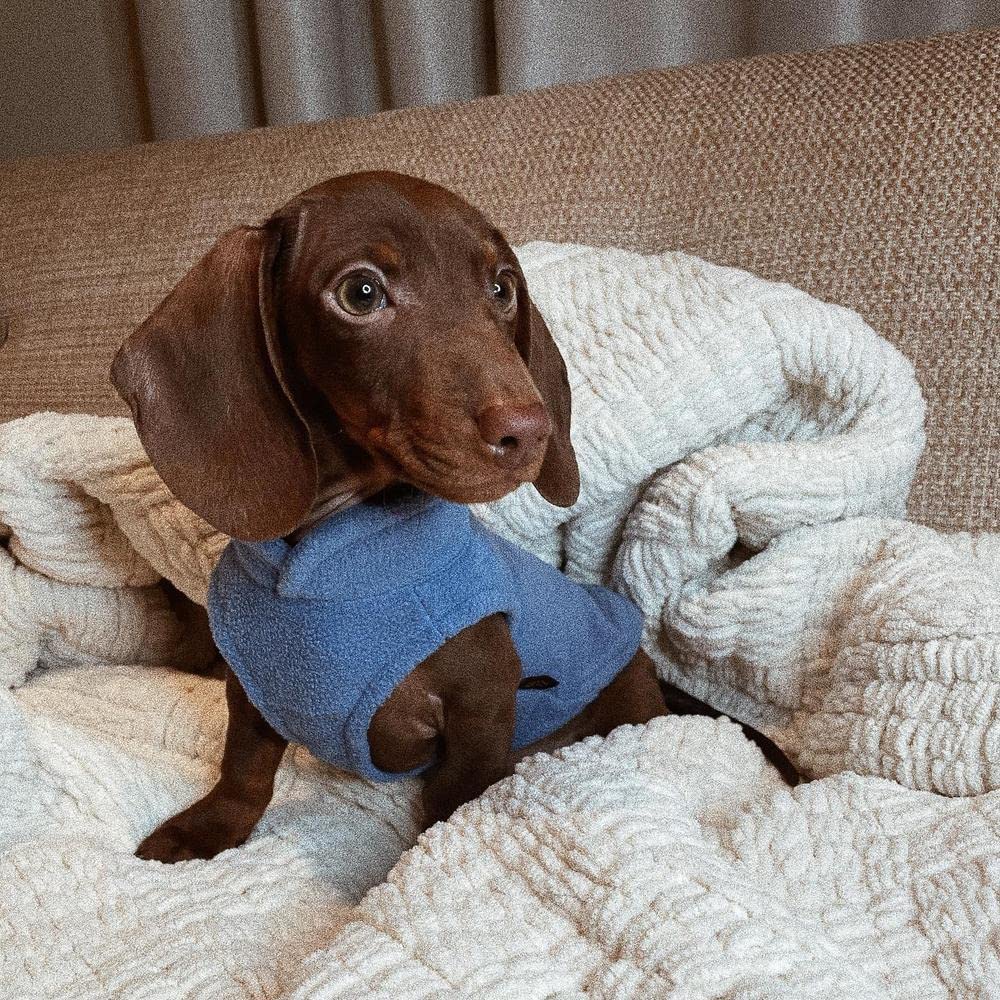 Gooby Fleece Vest Dog Sweater - Blue, Large - Warm Pullover Fleece Dog Jacket With O-Ring Leash - Winter Small Dog Sweater Coat