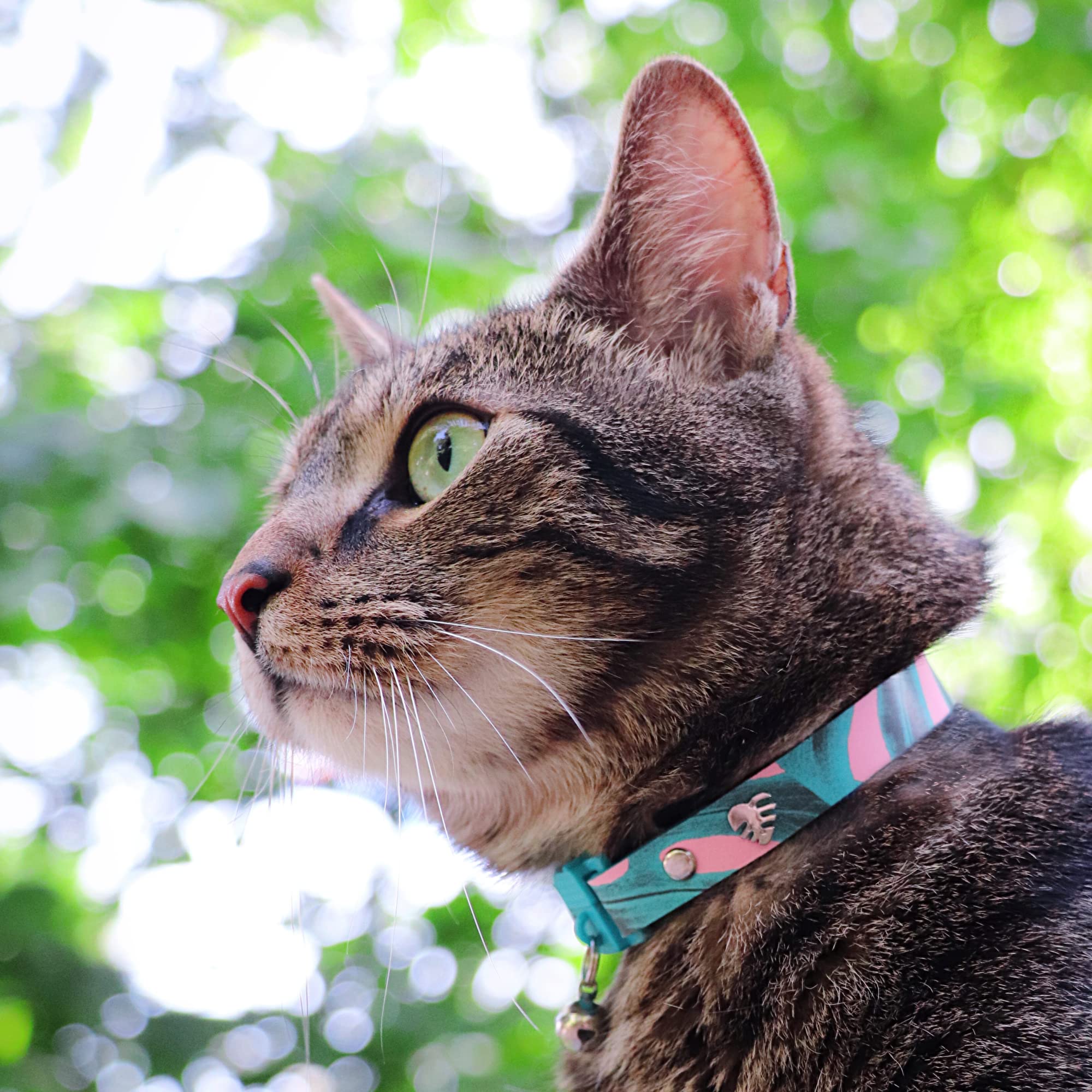 Kittyrama Botanicals Monstera Kitten Collar. Award Winning. Hypoallergenic, Quick Release Breakaway, Comfy & Soft. Vet Approved.