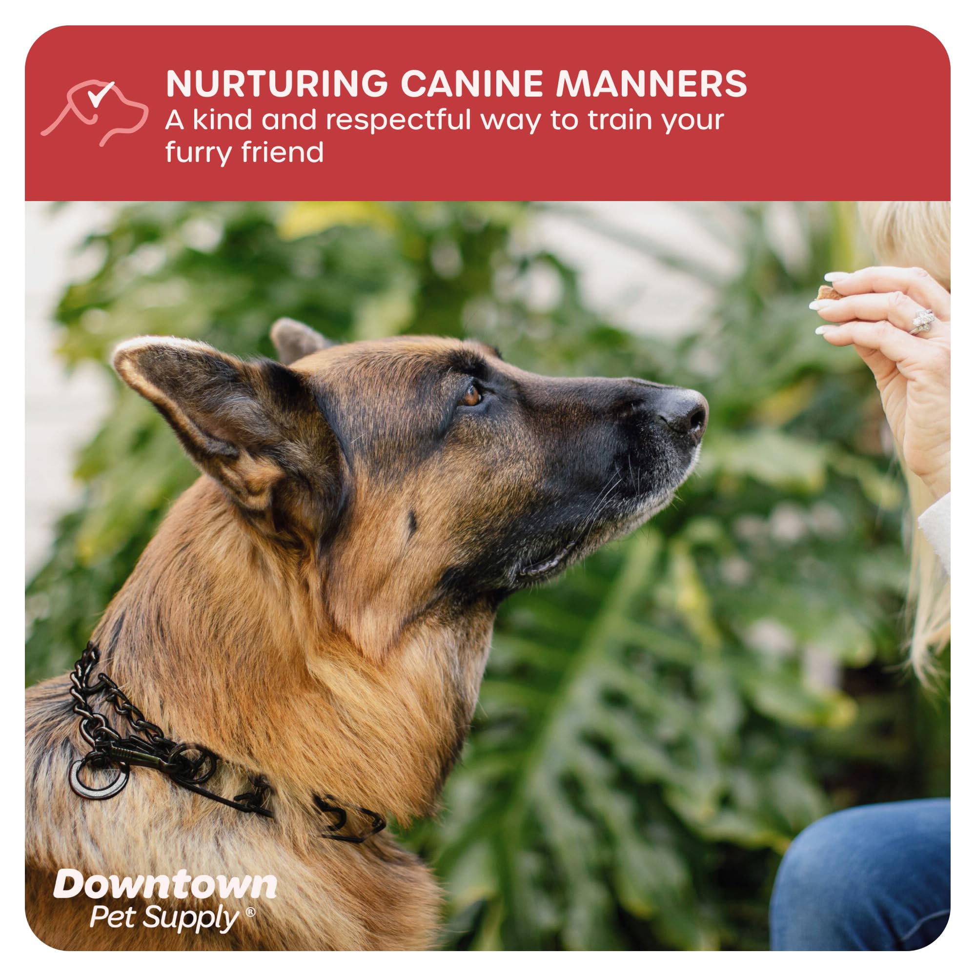 Downtown Pet Supply Chrome Plated Prong Collar for Dogs, Large - Adjustable, No-Choke and No Pull Dog Collar with Removable Link