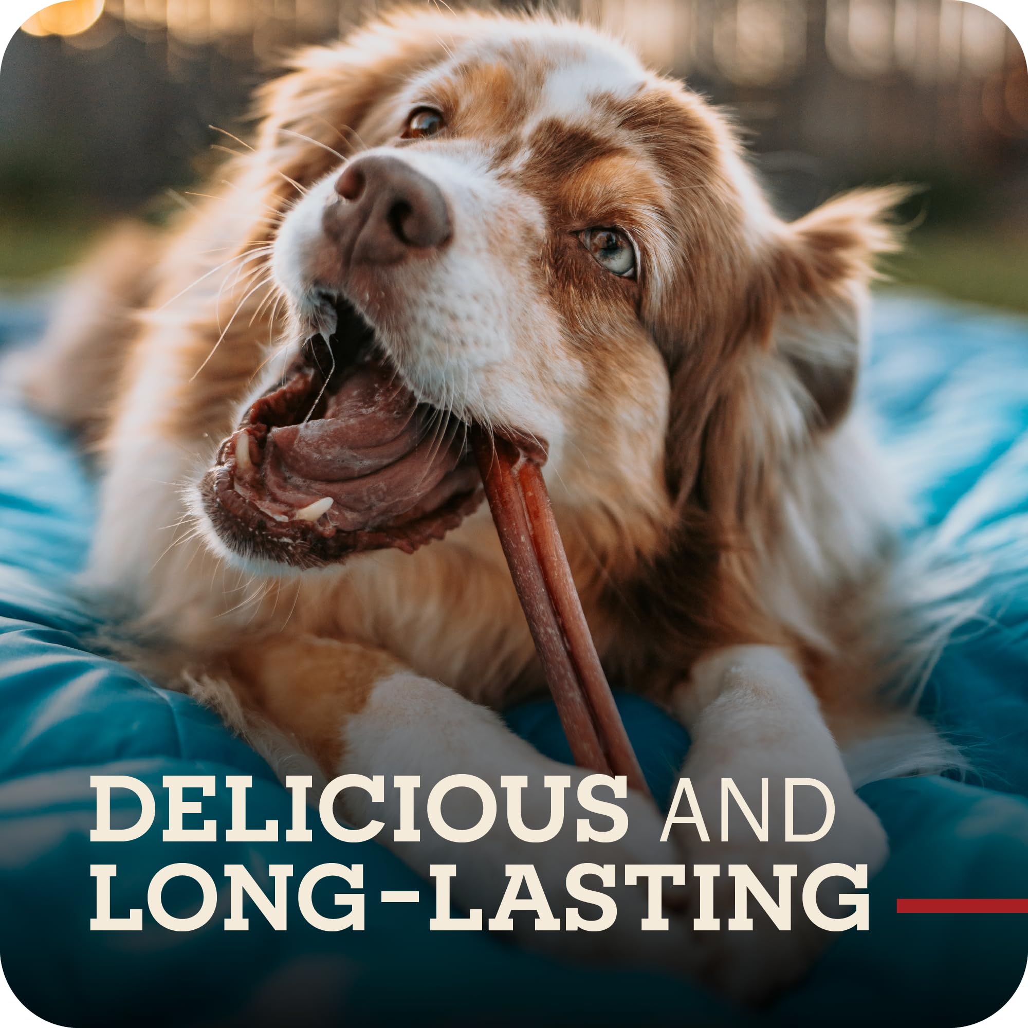 Redbarn Pet Products All-Natural 12 Braided Bully Sticks for Dogs - Premium Grain-Free & Rawhide-Free Single Ingredient Long Las