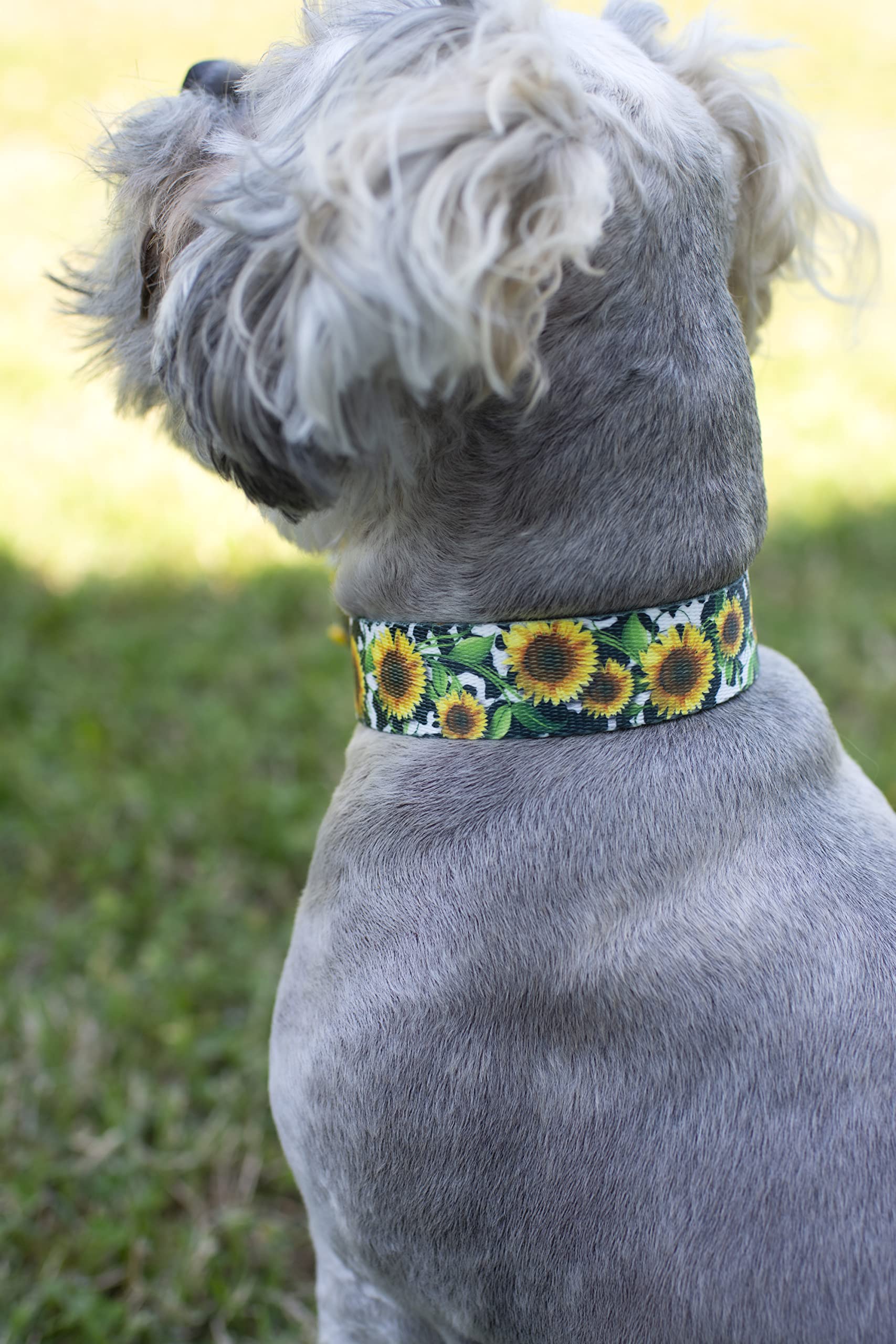 Country Brook Petz - Dairy Fields Martingale Dog Collar - Country And Western Collection Featuring Rustic Designs (1 Inch, Large