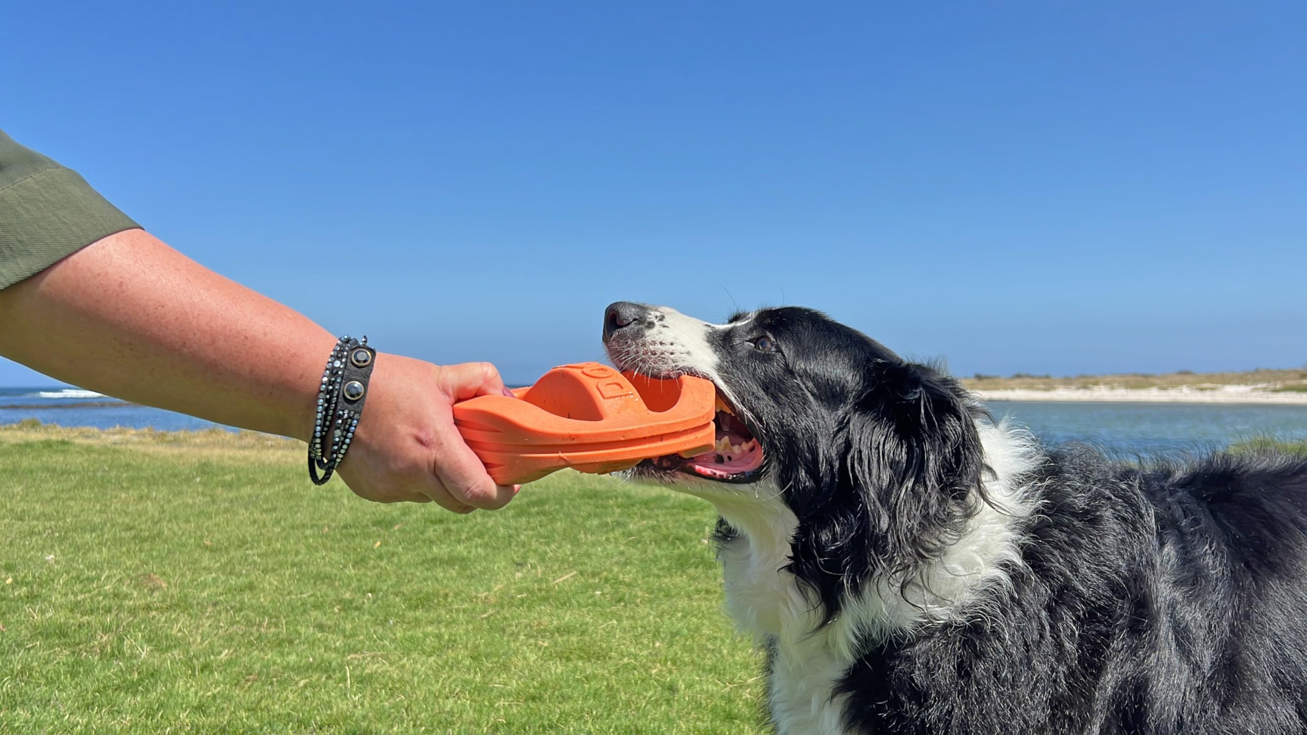 Van Ness Pets Doggi Catch and Carry Flying Disc Floating Dog Toy, Large, Orange