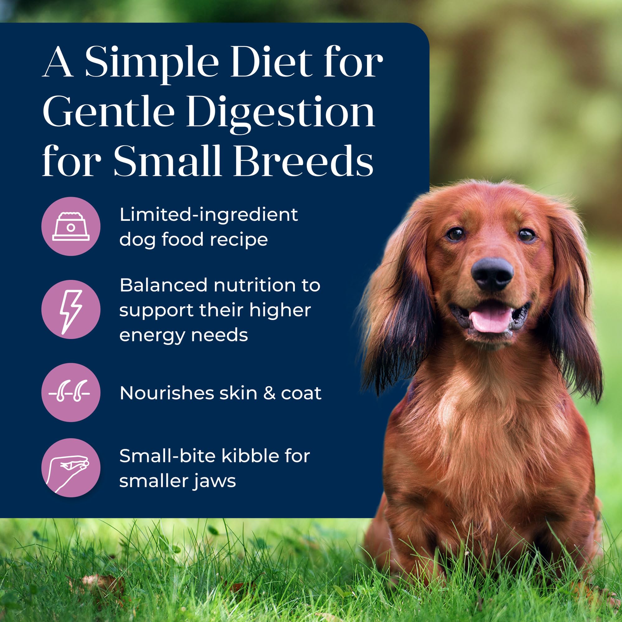 Blue Buffalo Basics Dry Dog Food for Small Breeds, Limited Ingredient Turkey Recipe, 11-lb Bag