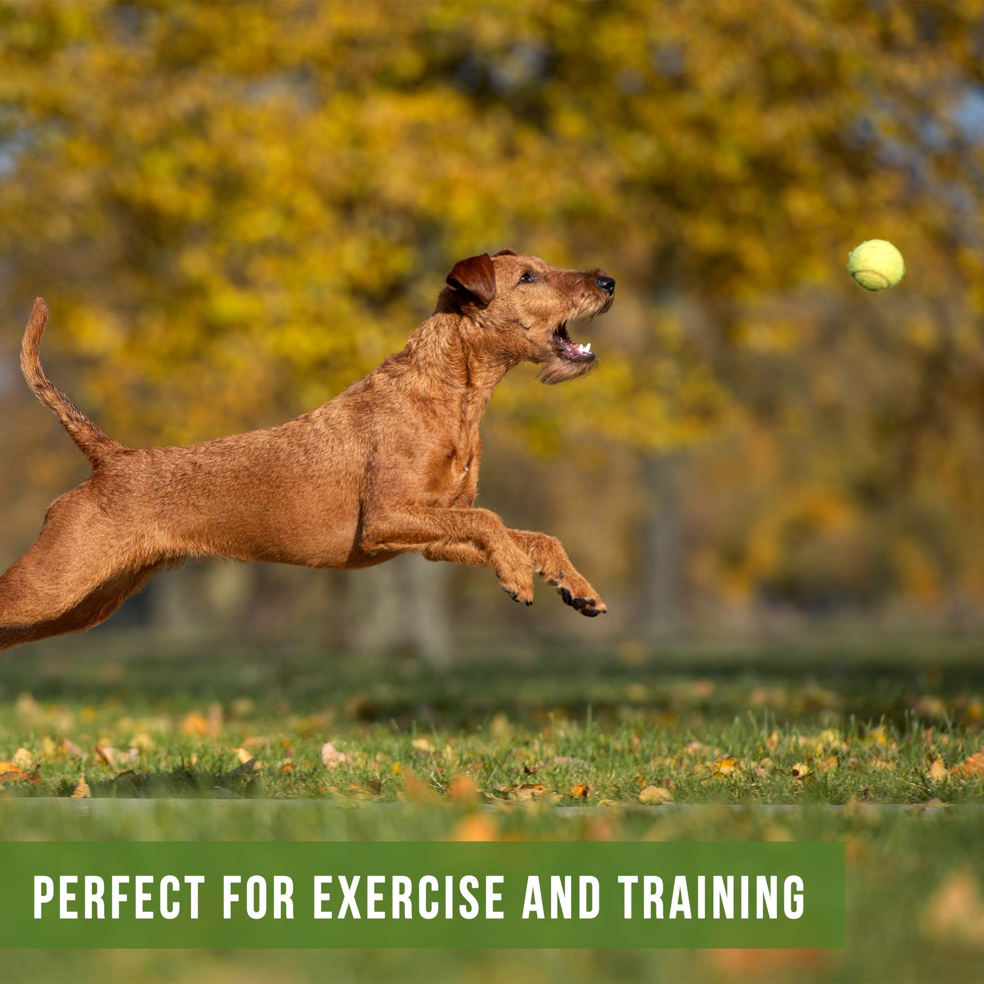 Hyper Pet Tennis Balls For Dogs; Pet Safe Dog Toys For Exercise And Training; 2 Count (Pack Of 1); Colors May Vary; Green
