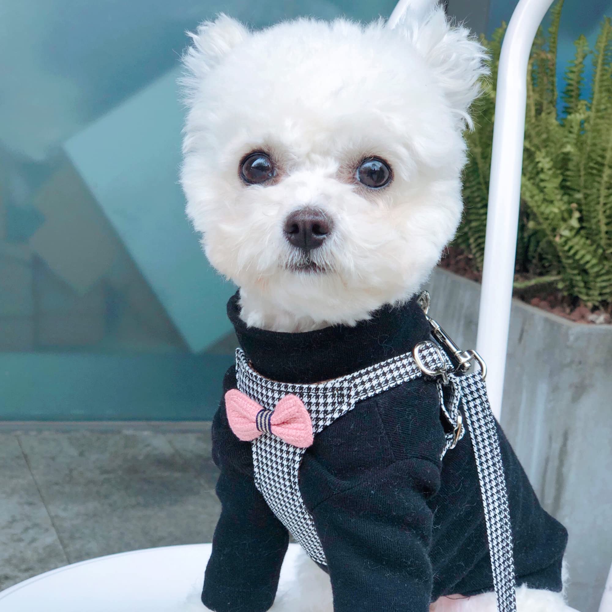 No Pull Xs Dog Harness With Multifunction Dog Leash,Soft Adjustable No Choke Escape Proof Pet Harness Vest,Knitted Black-White,X