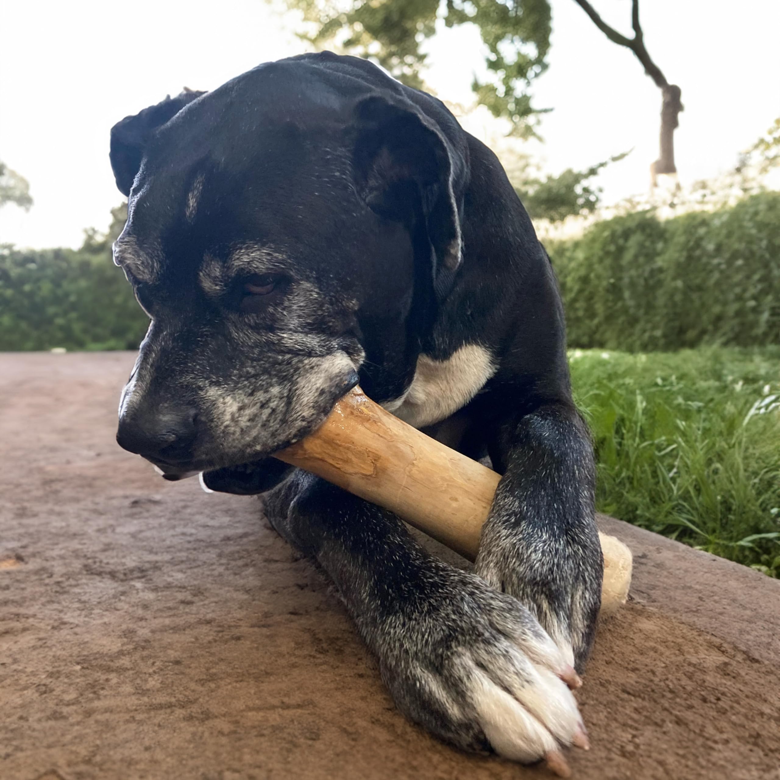 SPOT Coffee Wood Dog Chew Toy - Extra-Large, 100% Natural & Durable, Non-Splintering for Aggressive Chewers, Ideal for Dogs Over 99lbs