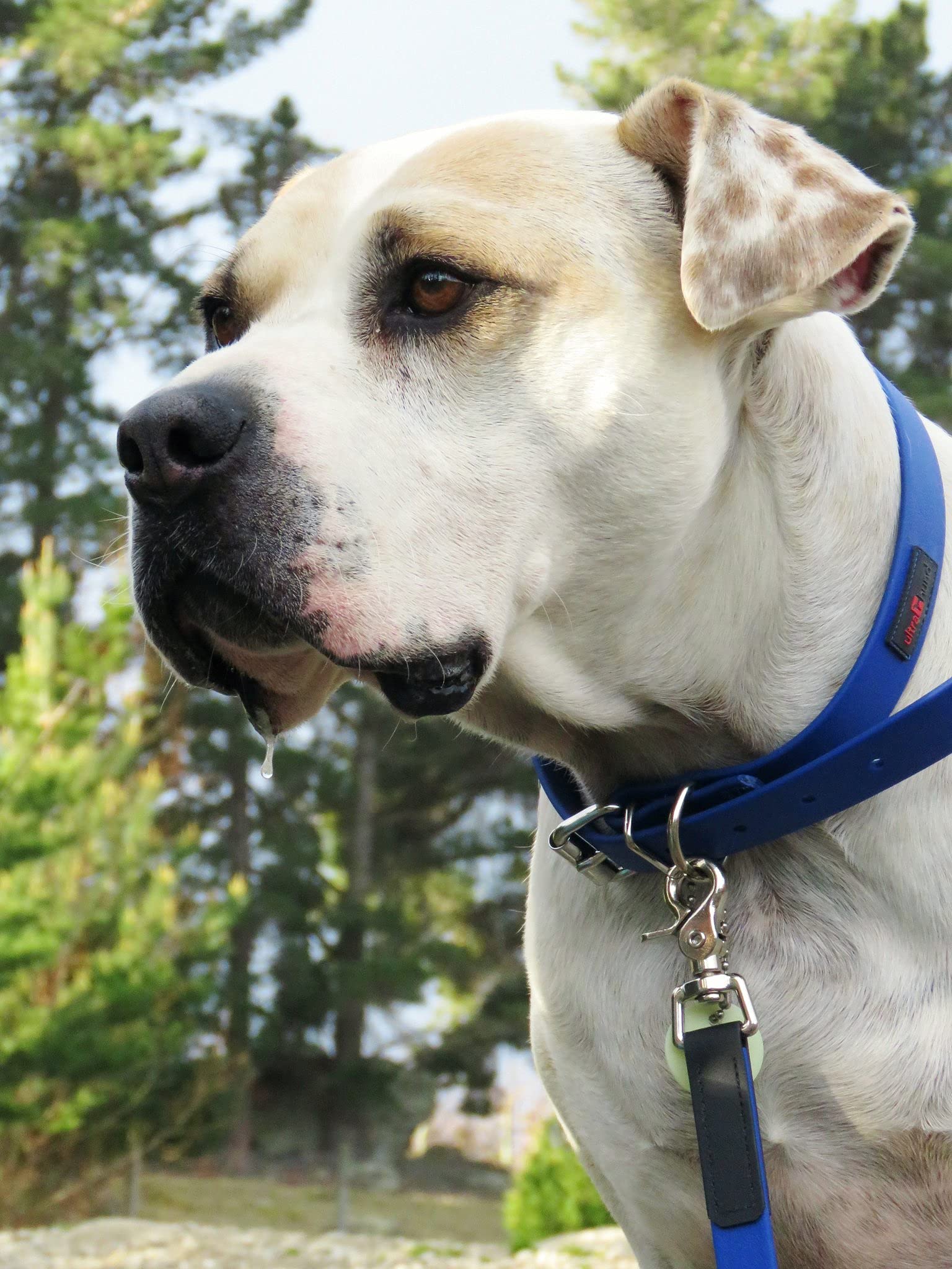 Ultrahund 'Boss' Lead, 5/8' X 6', Blue