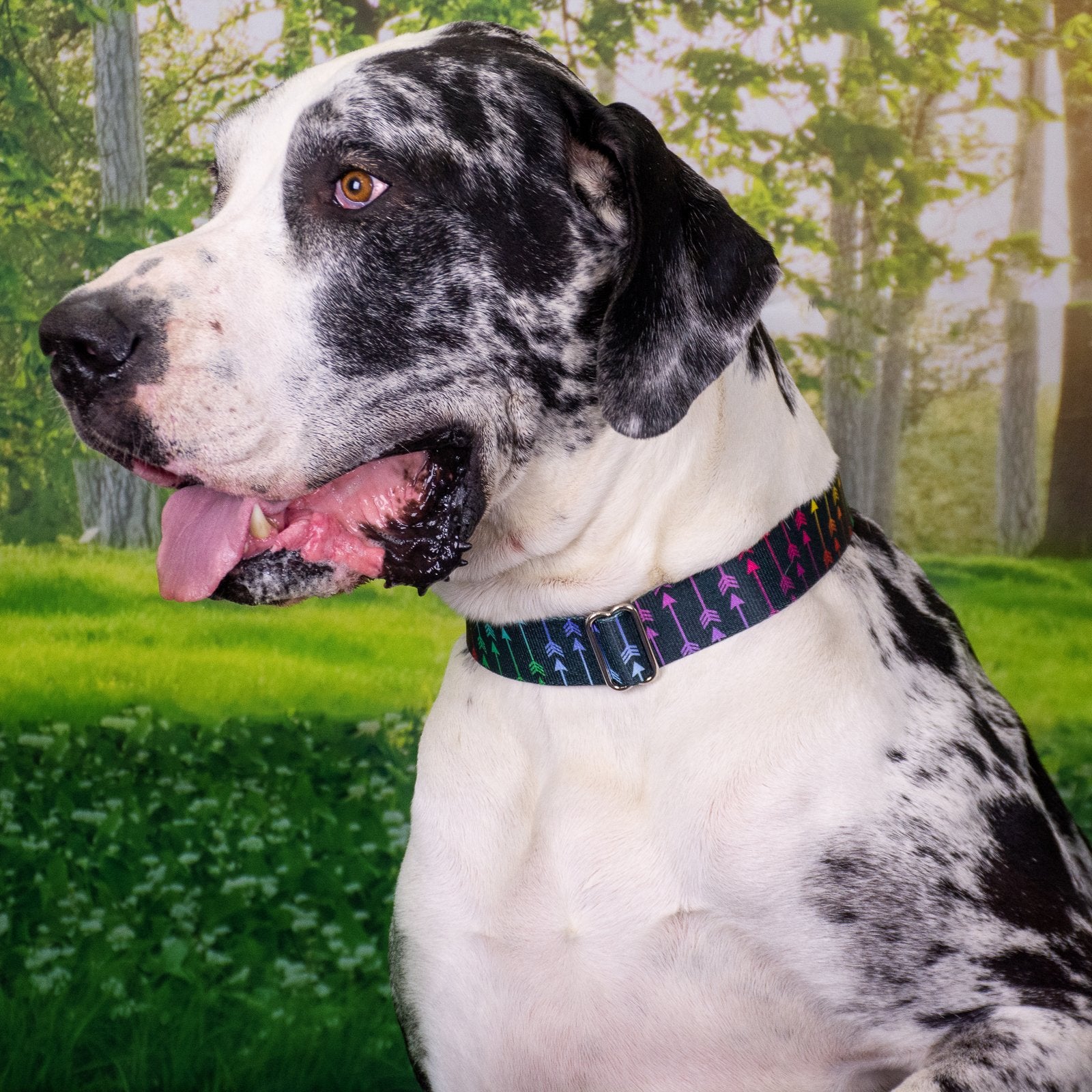 Country Brook Petz - Deluxe Colorful Arrows Dog Collar - Made In The U.S.A. - Chevron And Arrows Collection Featuring Linear Des