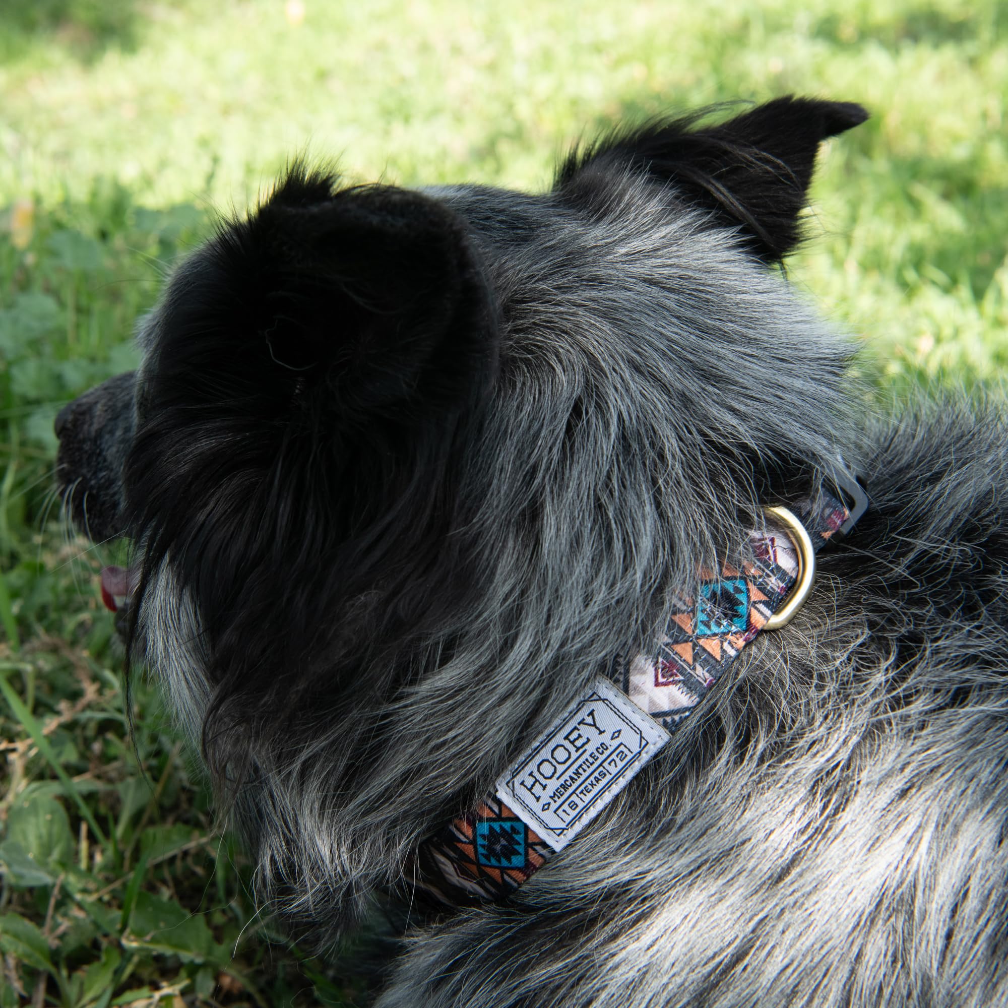 Hooey Nomad Dog Collar, Durable Polyester Webbing Collar With Graphic-Inspired Prints, Beluga Monterey, Medium