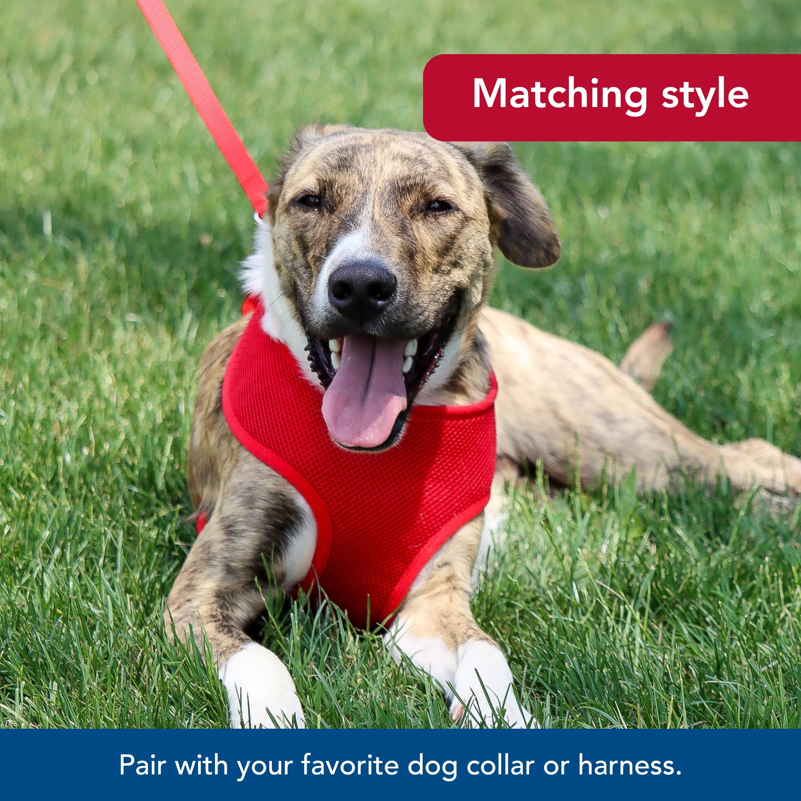 Coastal Pet Single-Ply Dog Leash - Sturdy Pet Leash - Comfortable & Stylish - Resists Fraying - Vibrant & Fade-Resistant Color - Neon Pink, 3/4' X 6'