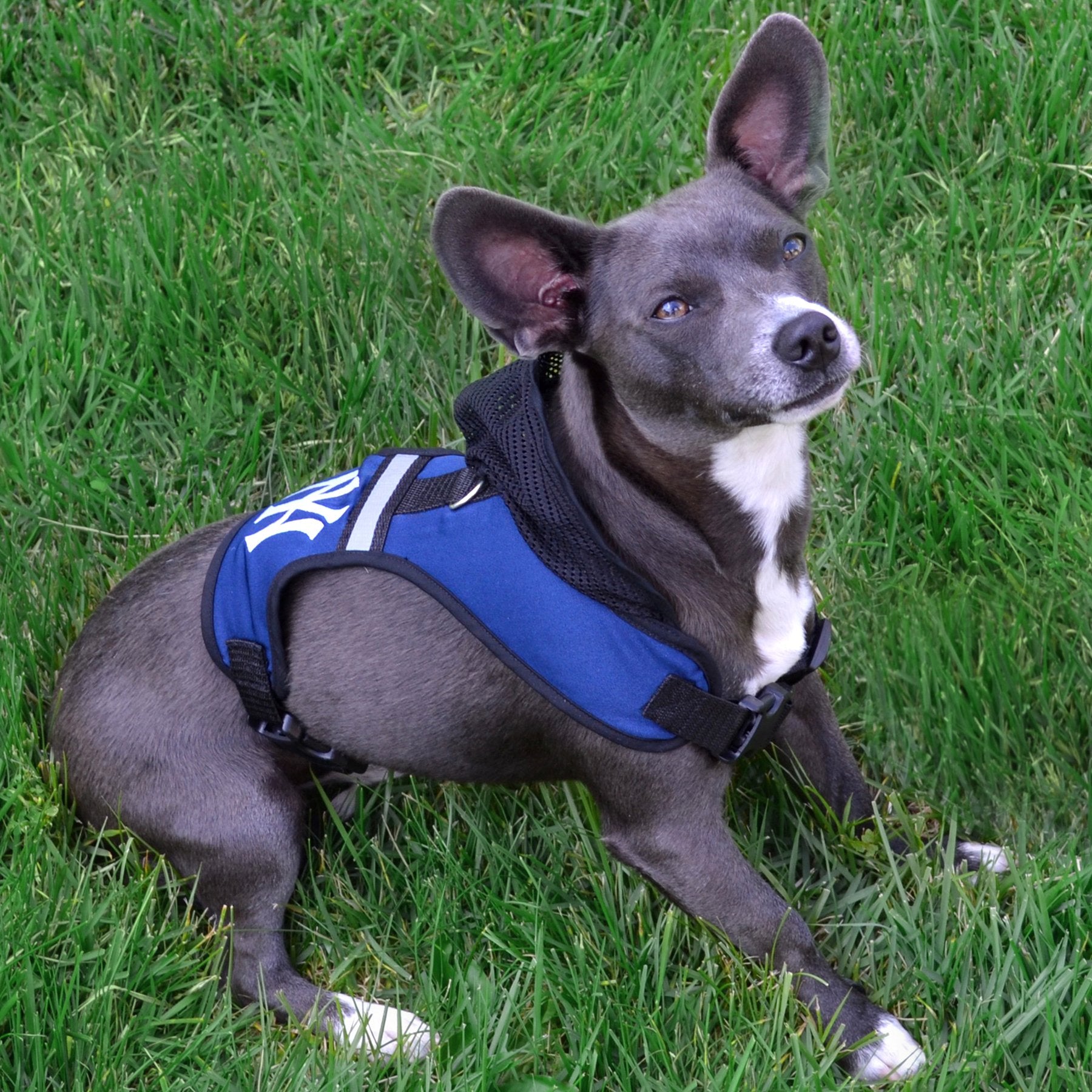 Pets First Collegiate Pet Accessories, Kentucky Wildcats Hooded Harness, Size Small