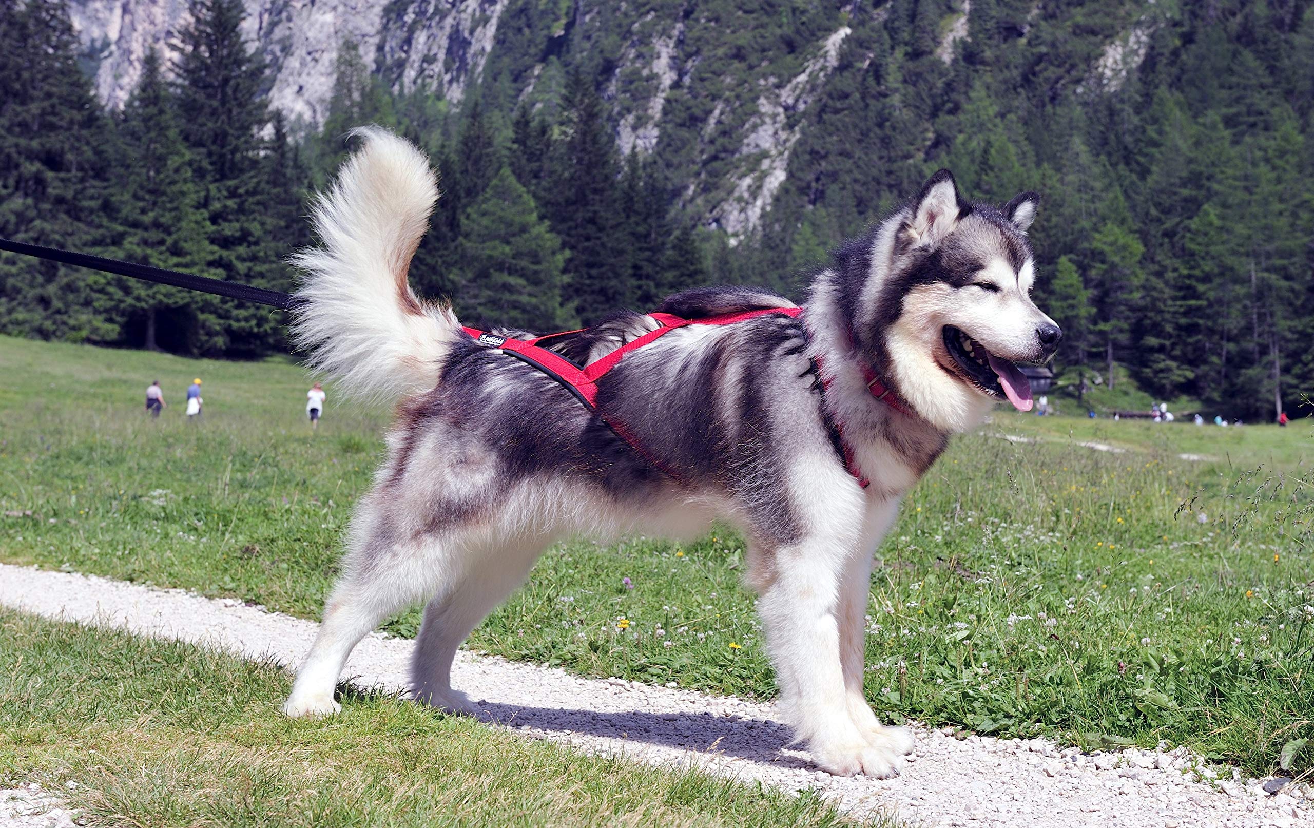 Neewa Sled Pro Harness (X-Large, Blue), Dog Pulling Harness, Husky Harness, Mushing Harness, X Back Harness Dog For Dog Exercise, Bikejoring, Skijoring, Dog Sledding, Canicross, Dog Harness