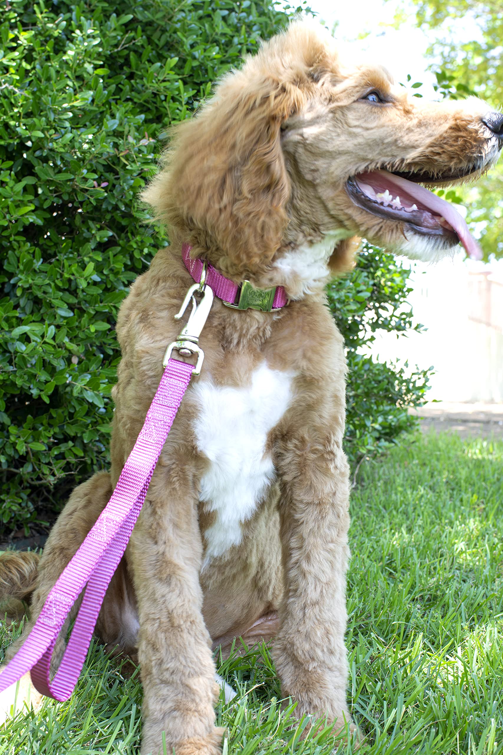 Country Brook Design - Vibrant 30+ Color Selection - Premium Nylon Dog Collar With Metal Buckle (Large, 1 Inch Wide, Rose)