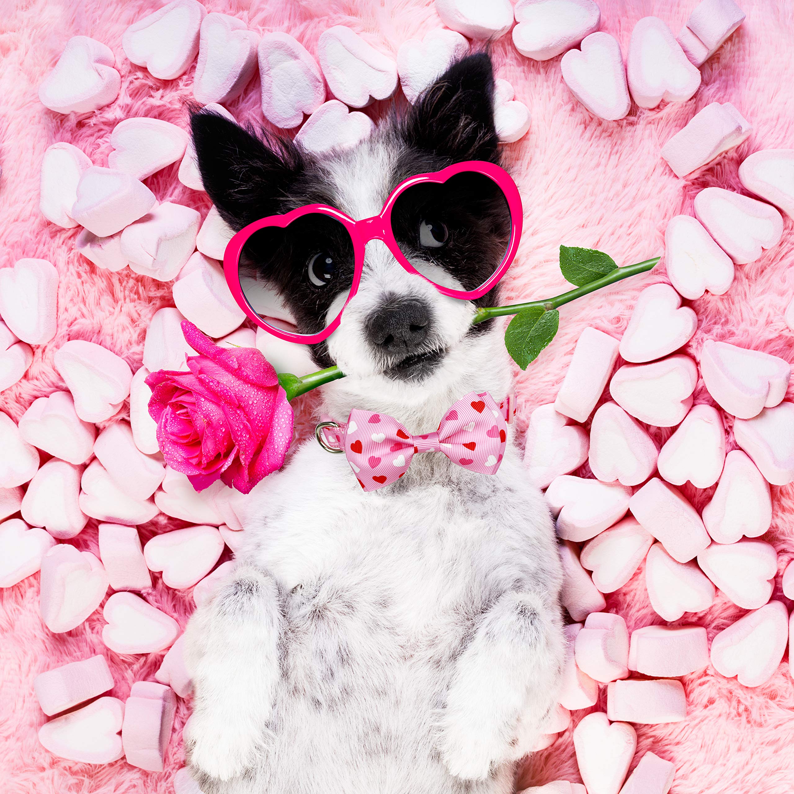Valentine'S Dog Collar With Bow Tie, Holiday Cute 2 Pack Collar For Medium Large Dogs (Love Song, Large-(16-27') Neck * 1' Wide)