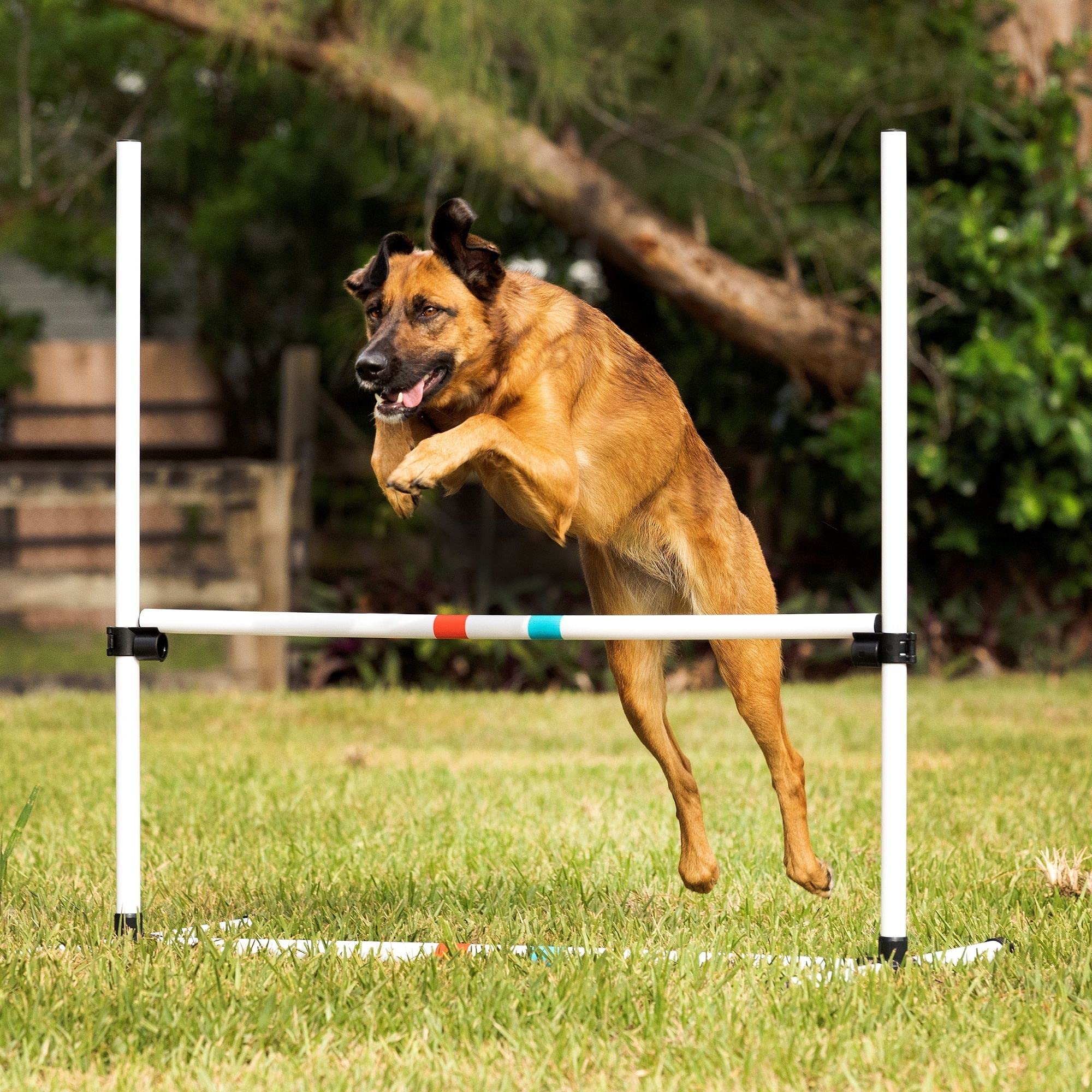 Midlee Dog Agility Bar Jumps- Set Of 4 Jumps