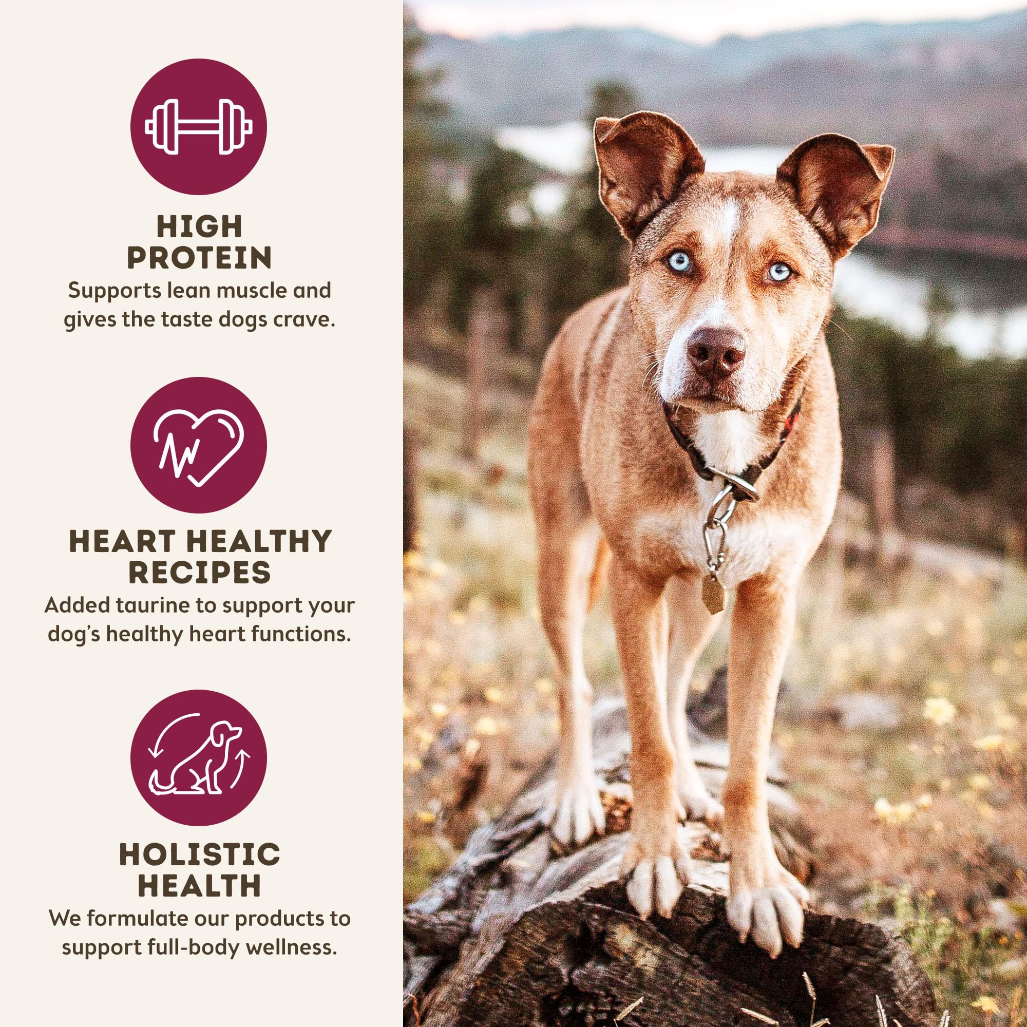 Only Natural Pet MaxMeat Holistic Air Dried Dry Dog Food - All Natural, High Protein, Grain Free - Made with Real Meat - Beef wi