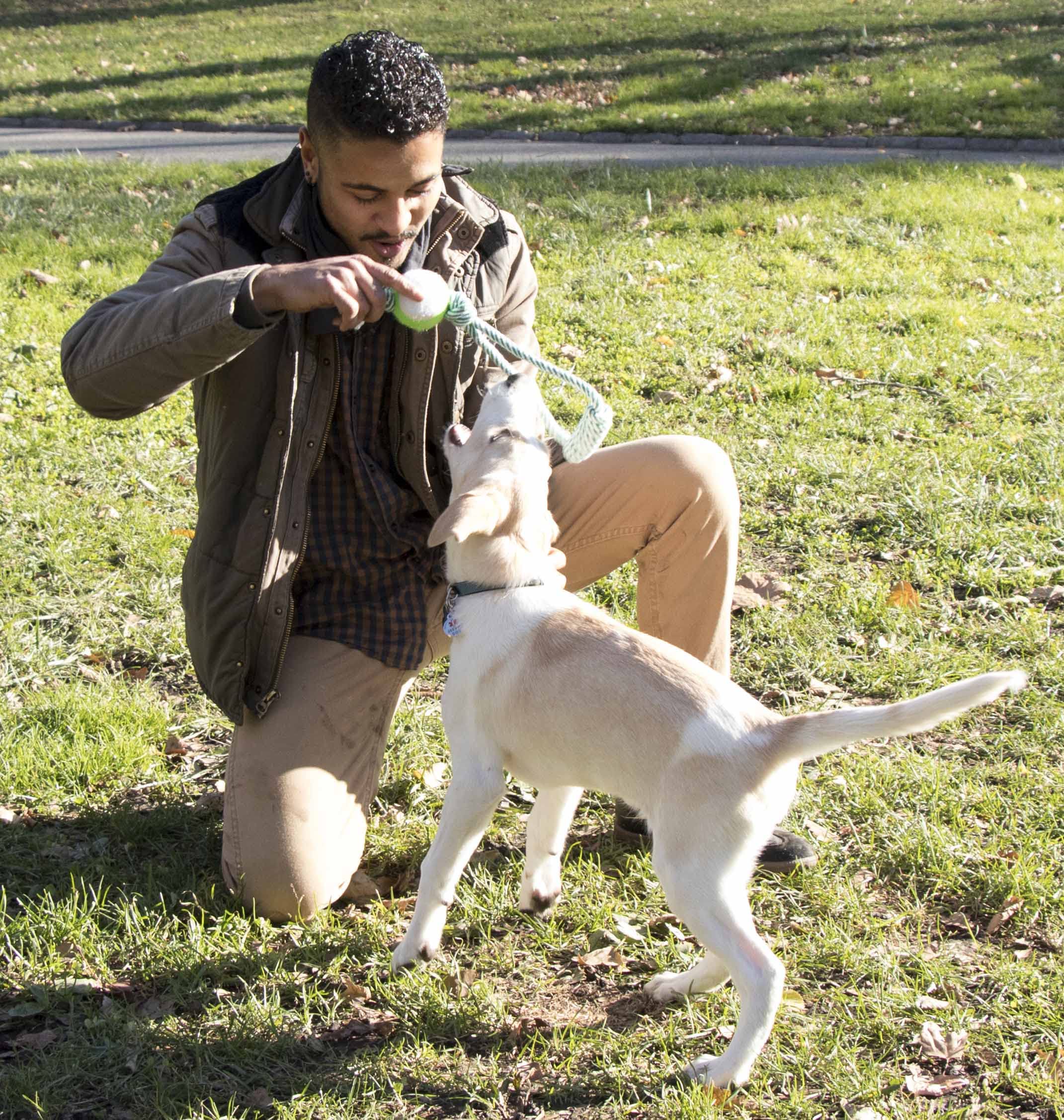 Pet Life  Pull Away' Rope and Tennis Ball