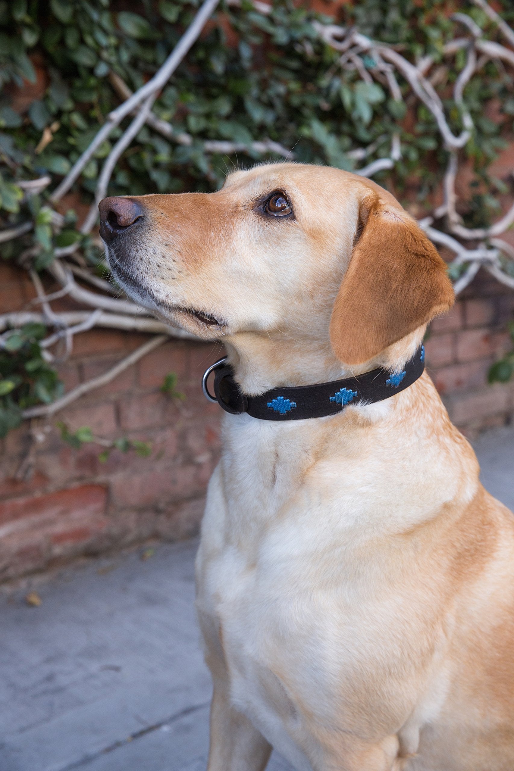 Gaucho Goods Soft Leather Dog Collar - Tahoe (S)