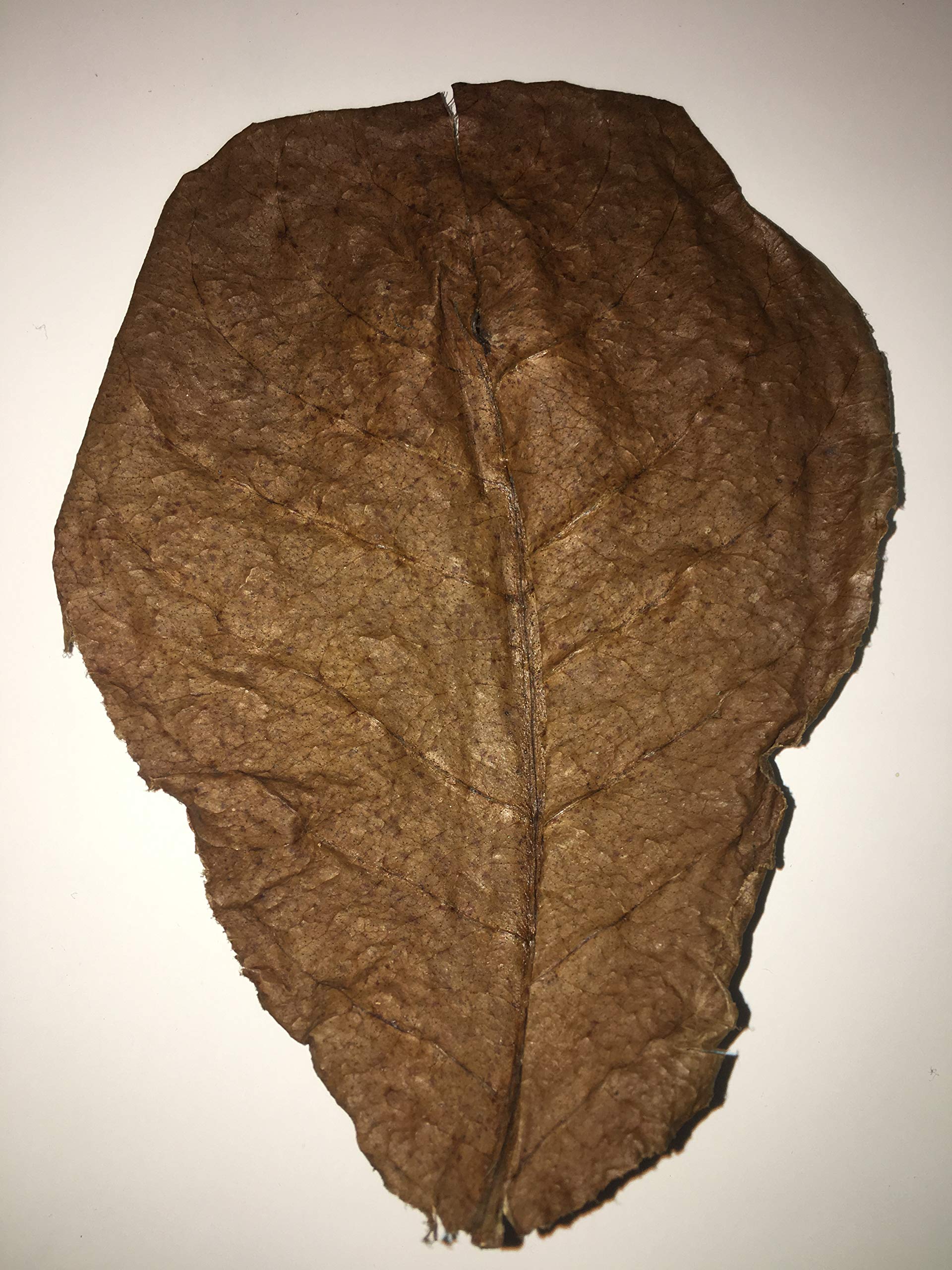 Awesome Aquatic Betta & Shrimp Leaves 50 4-6 Premium Catappa Indian Almond Leaves Natural Habitat Tannin Producing Improves Immu