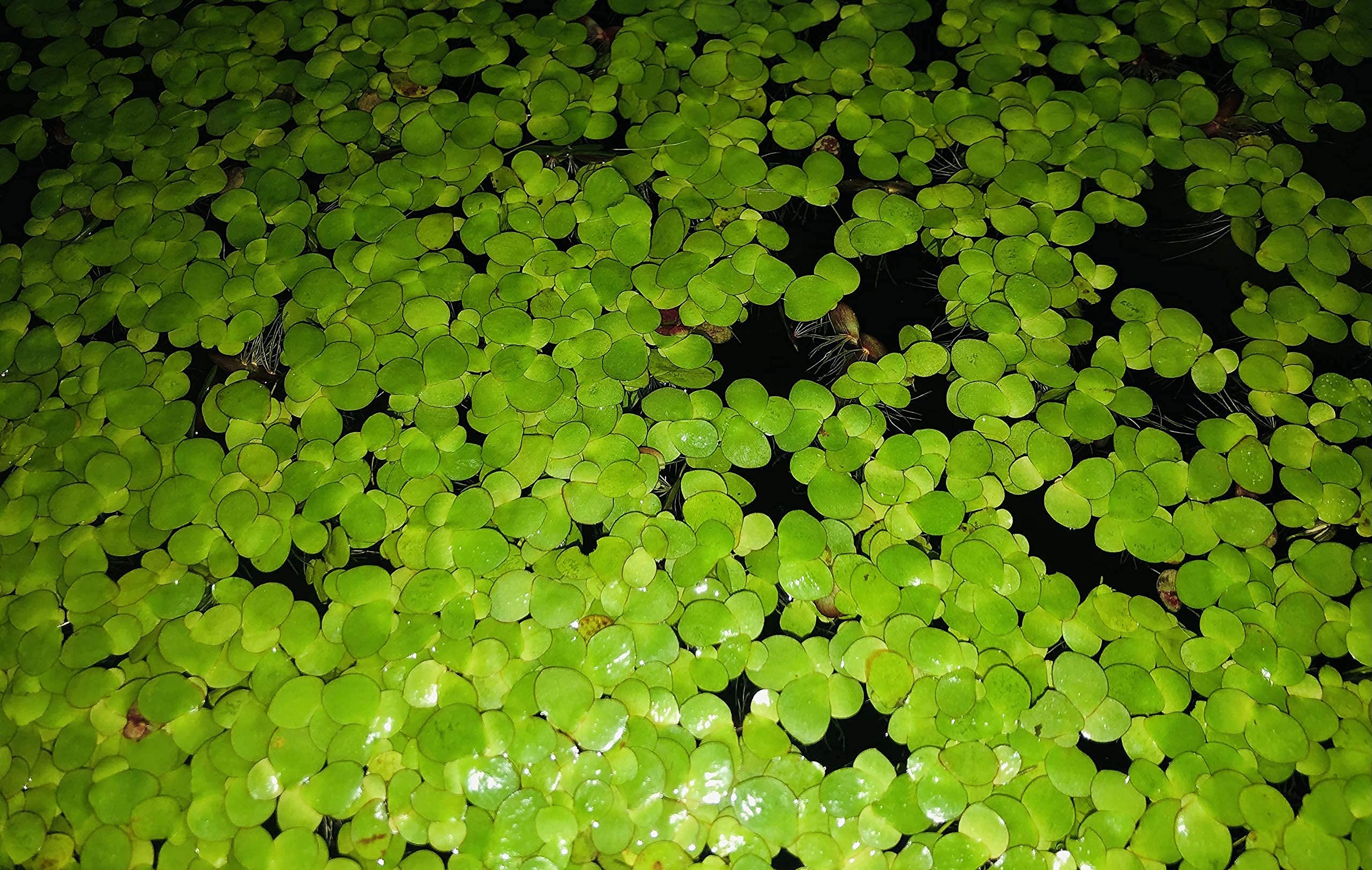 40+ Giant Duckweed (Spirodela Polyrhiza) Live Floating Plants For Aquarium Or Pond