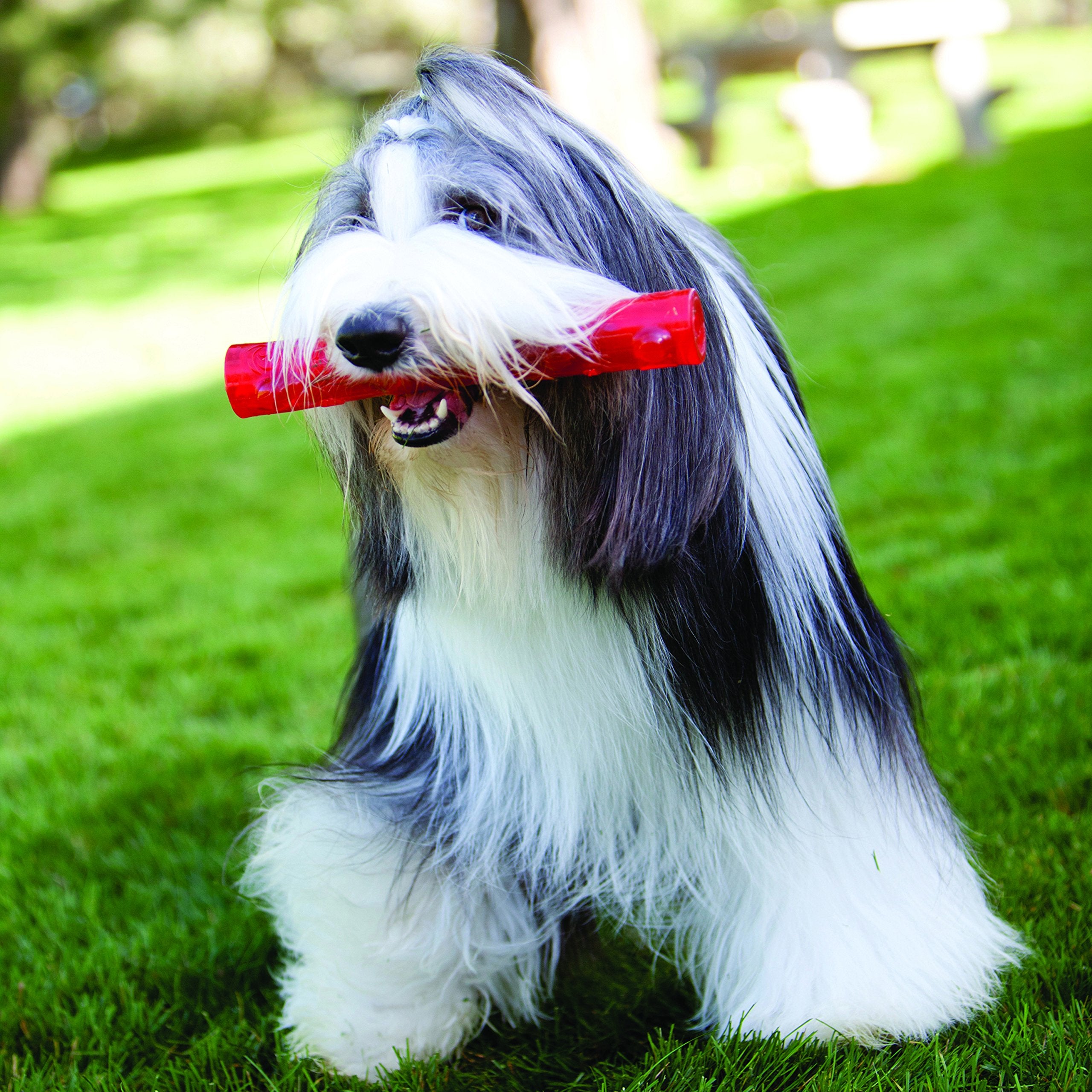 Kong Squeezz Ball Dog Toy, Medium, Colors Vary