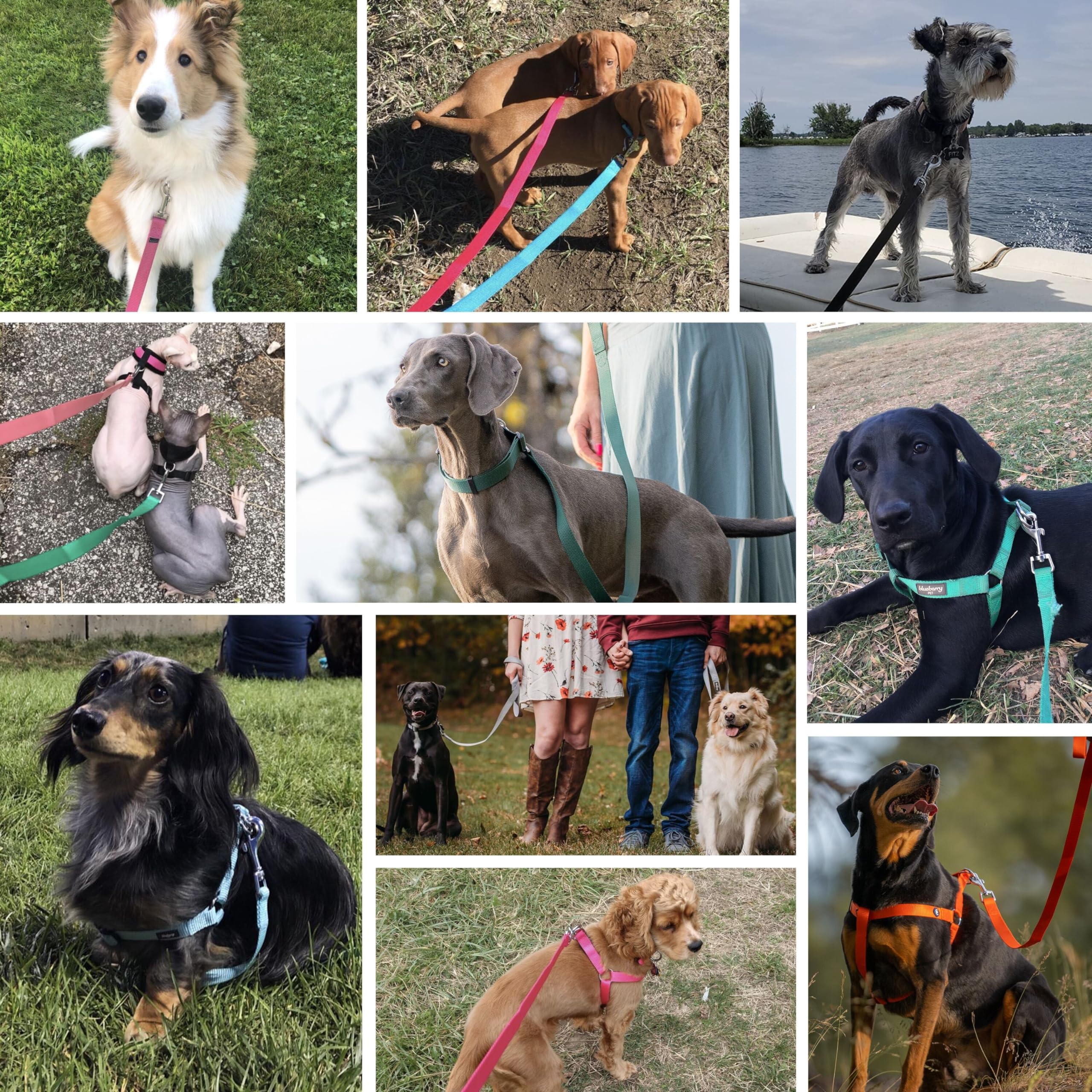 Blueberry Pet Essentials Durable Classic Dog Leash | Basic Nylon Dog Leash | 5Ft. X 5/8' Small Dog Leash | Royal Blue Dog Leash | Standard Dog Leashes & Lightweight Dog Leash For Training