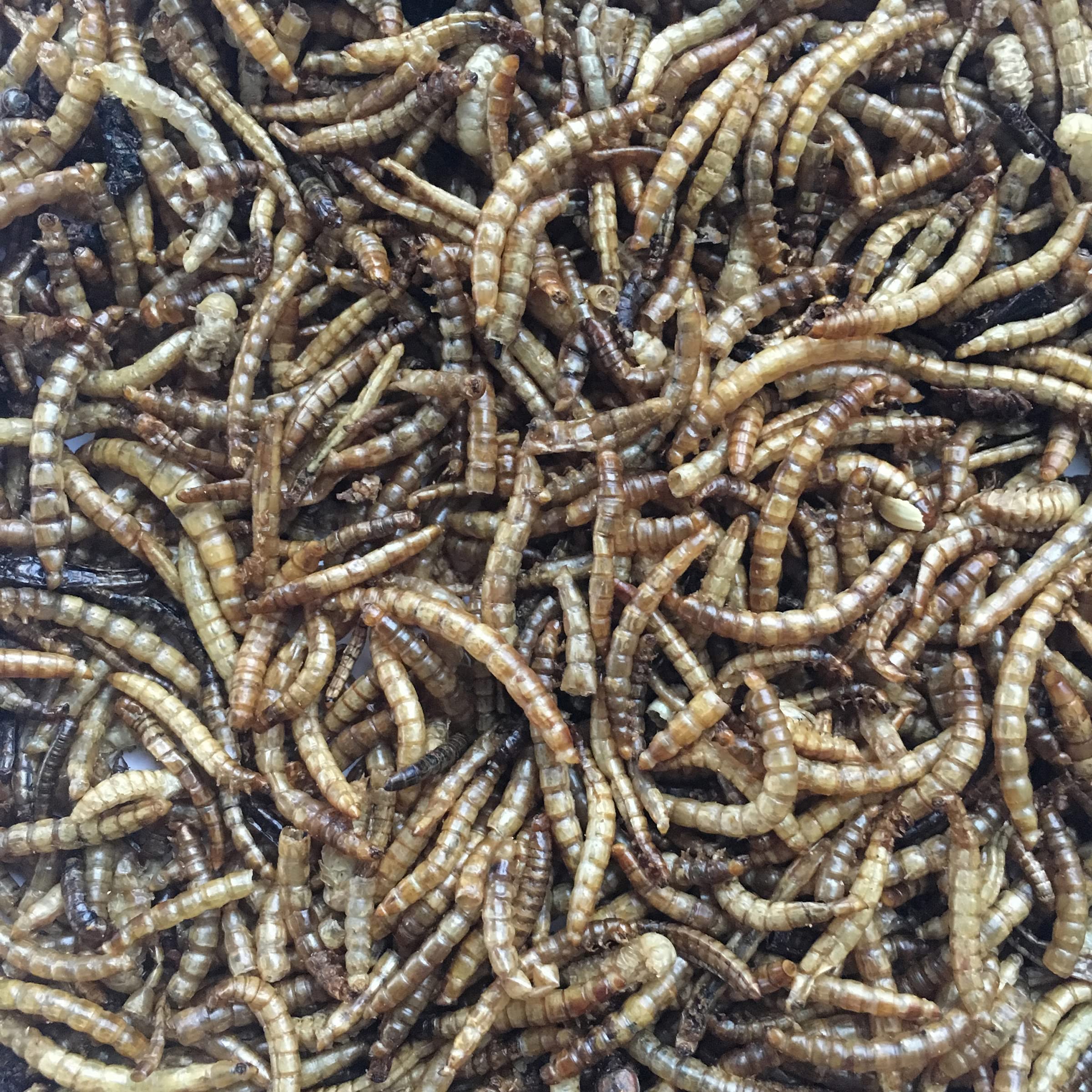 Flock Fest 10 Lbs Bag Fly Larvae