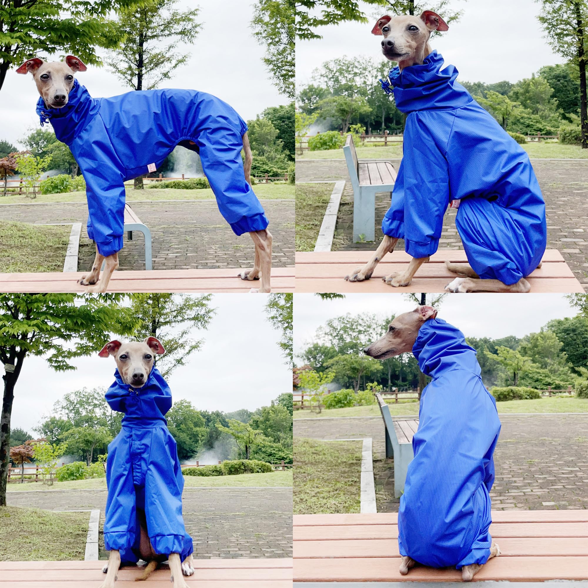 D Doggy Star Italian Greyhound Raincoat Waterproof Jacket Windbreaker Clothes Whippet For Dog (L,Raincoat Blue)