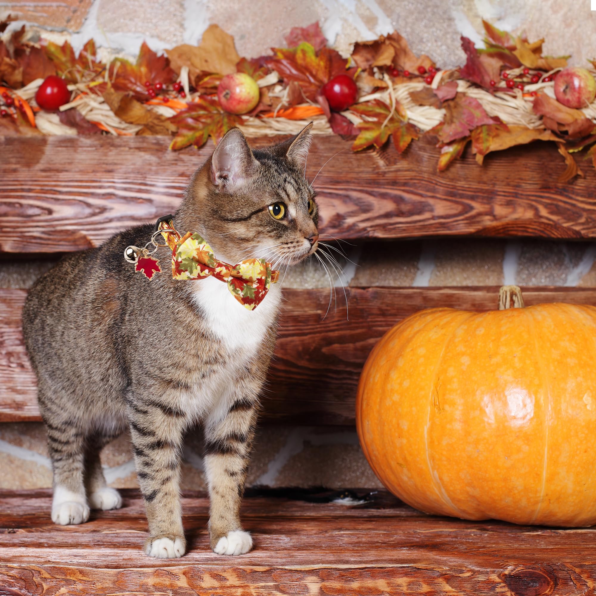 Adoggygo Fall Cat Collar With Removable Bow Tie Bell, 2 Pack Fall Leaves Thanksgiving Pet Bowtie Collar For Cats Kittens (7.5''-