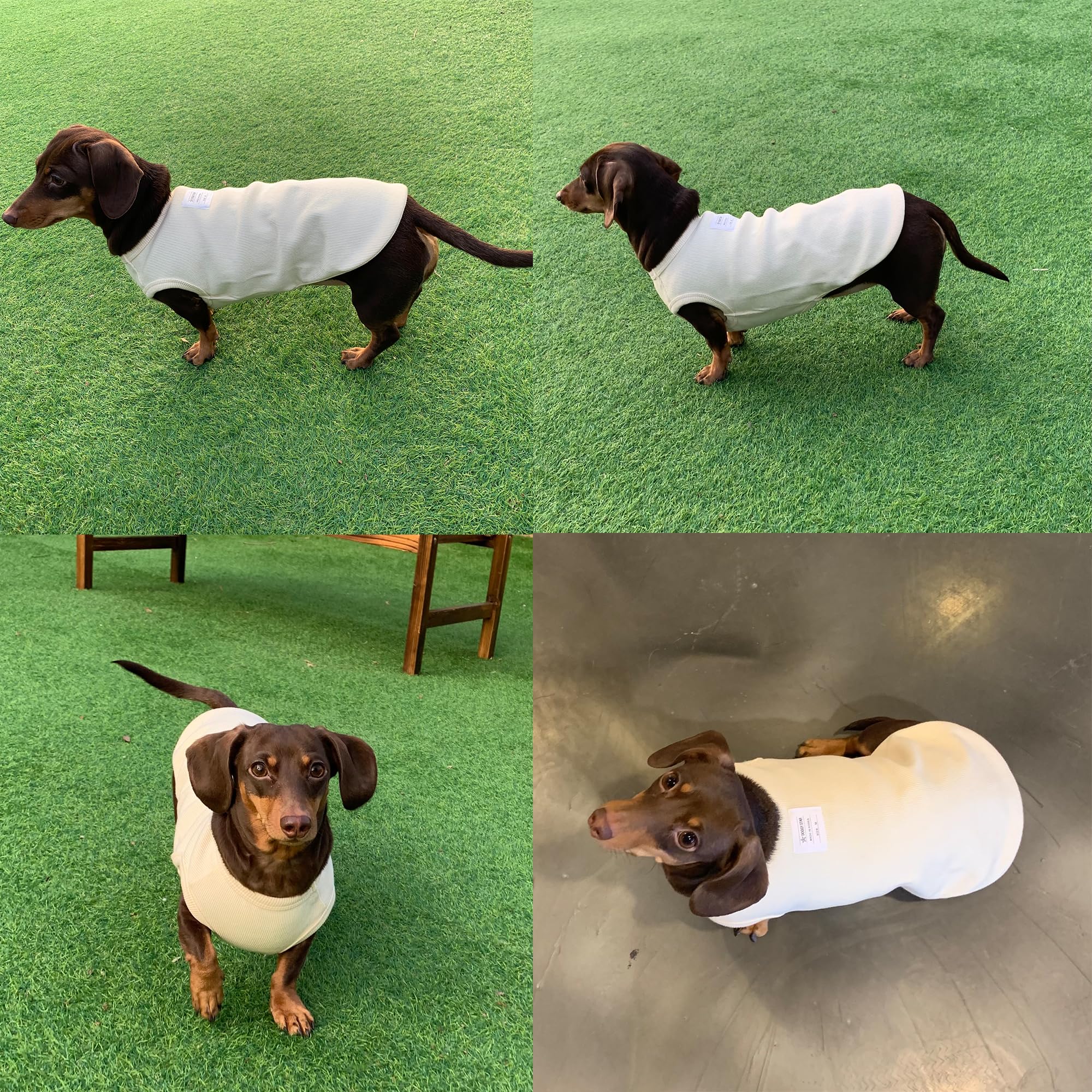 D Doggy Star Dachshund Clothes For Dogs Mini And Adults T Shirts (Xs,Solid Ivory)
