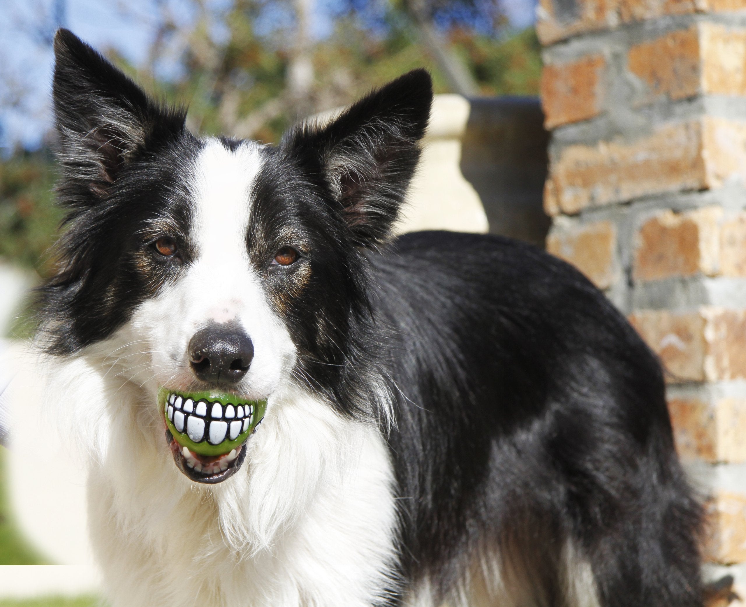 ROGZ GR02-L Fun Dog Treat Ball in various sizes and colors, Medium, Lime