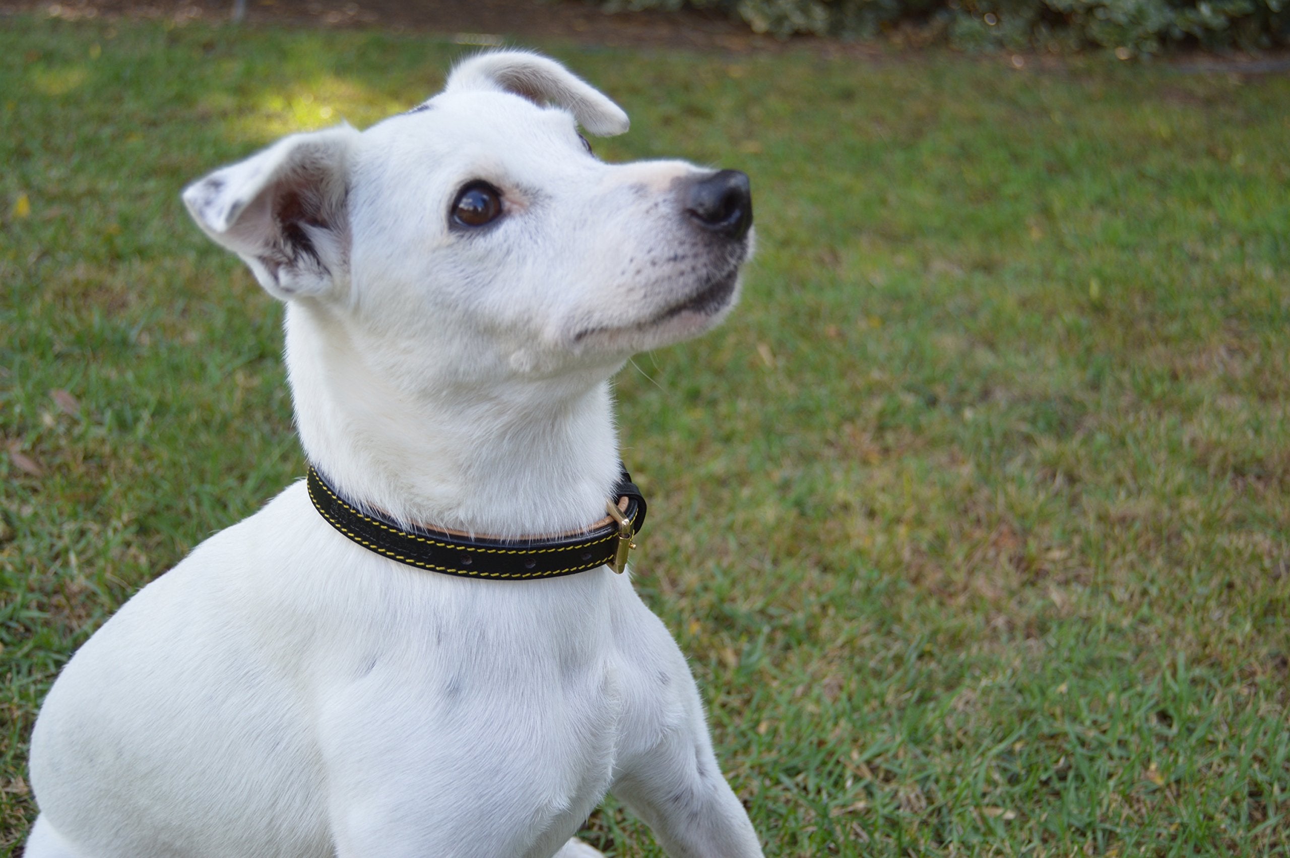 Soft Touch Collars Luxury Real Leather Dog Collar, Tan/Teal, Small, 16" Long, 5/8" Wide, Neck Size 11"-13.5"