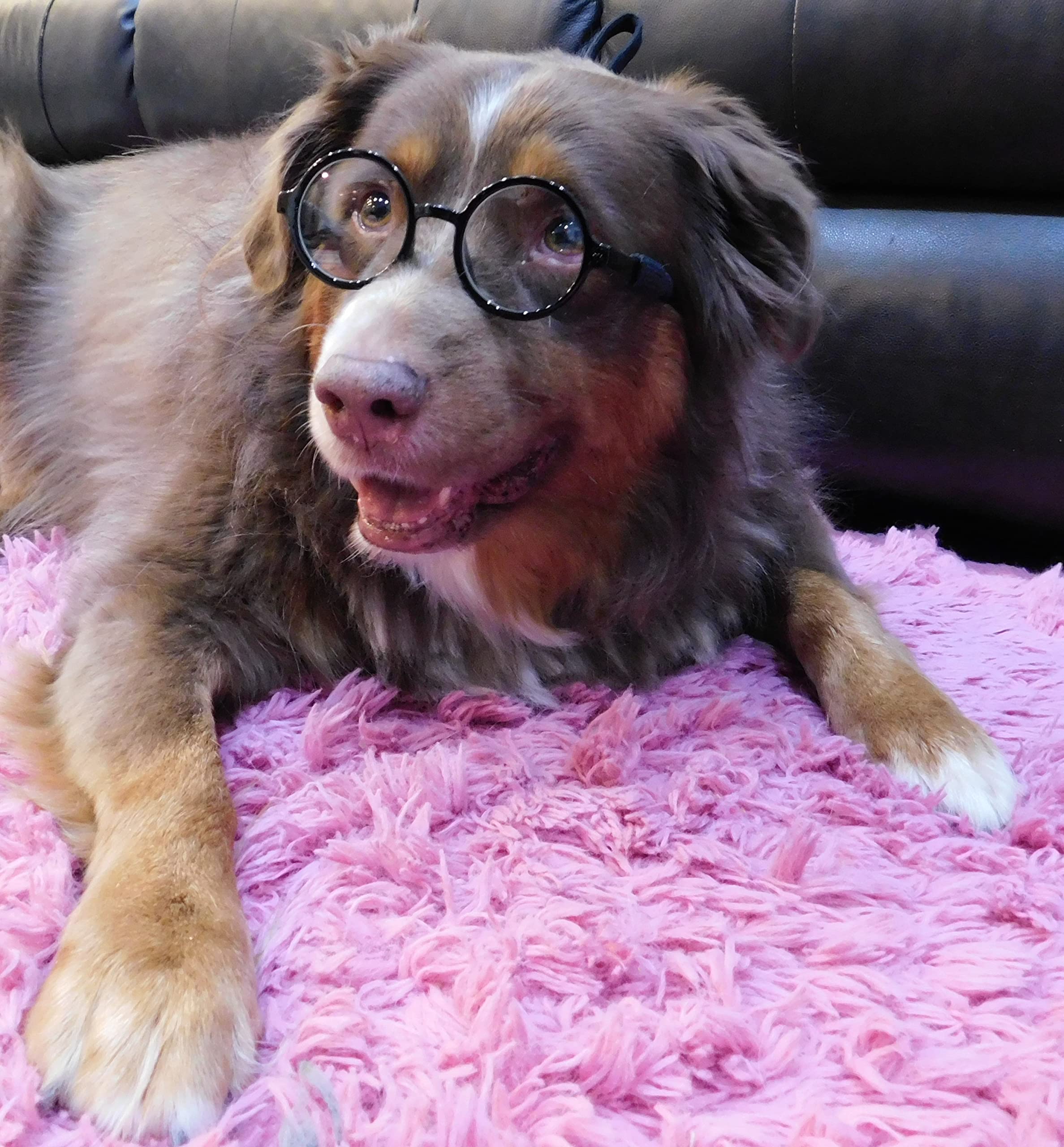 G003 Dog Pet Round Costume Prop Clear Lens Glasses Sunglasses Medium Breeds 18-40Lbs (Black-Clear)